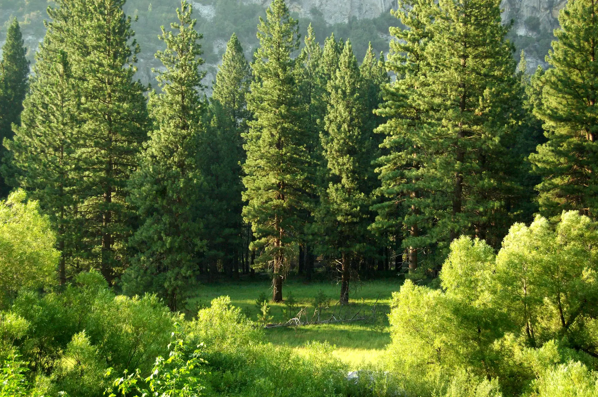 Nadelwald im Kings Canyon National Park; Archivaufnahme.