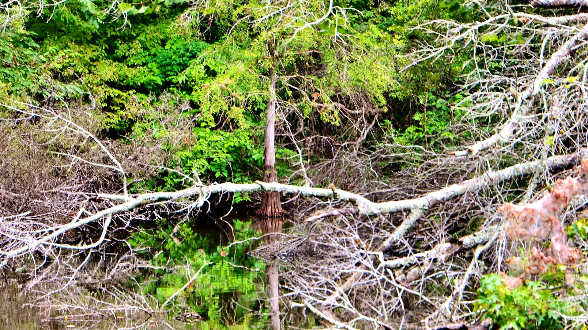 Sumpfwald und stiller Wasserlauf im Atchafalaya National Wildlife Refuge