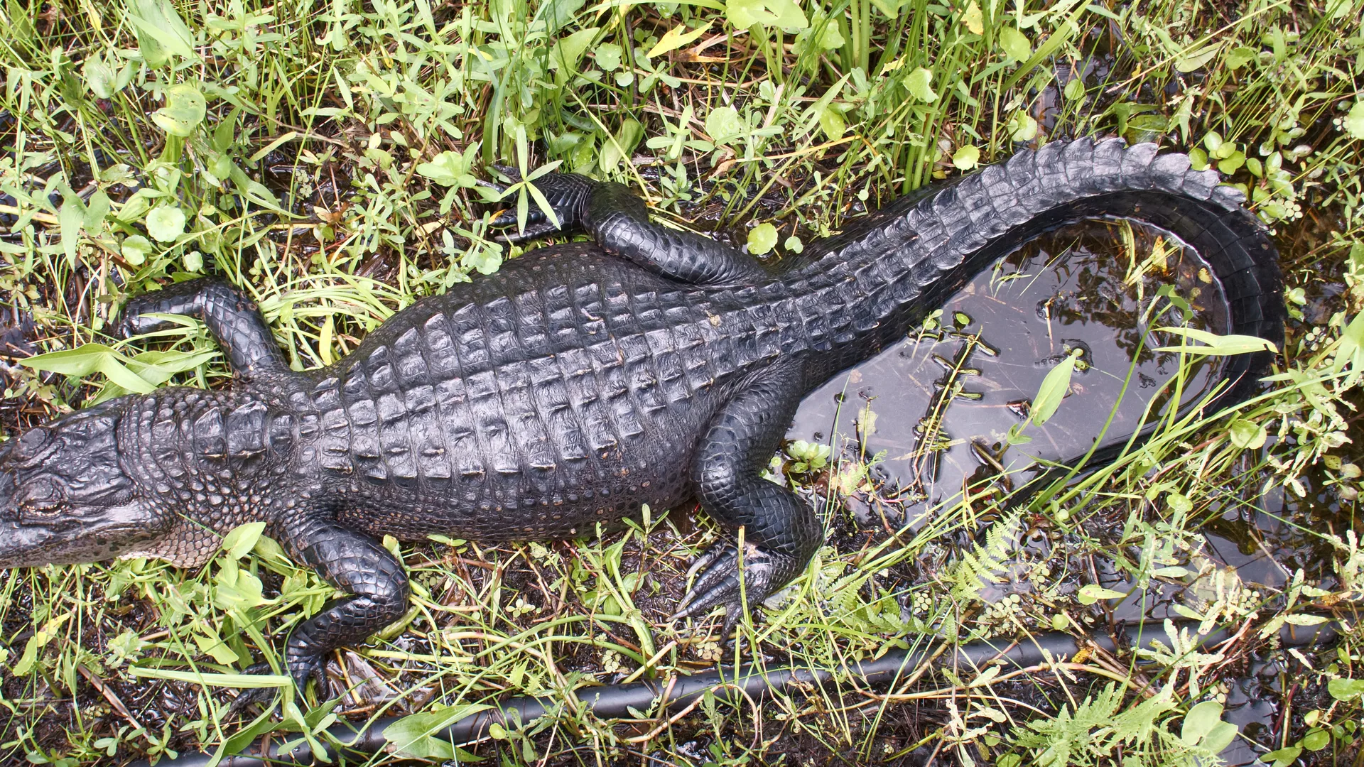 Alligator im Gras des Barataria Preserve bei New Orleans