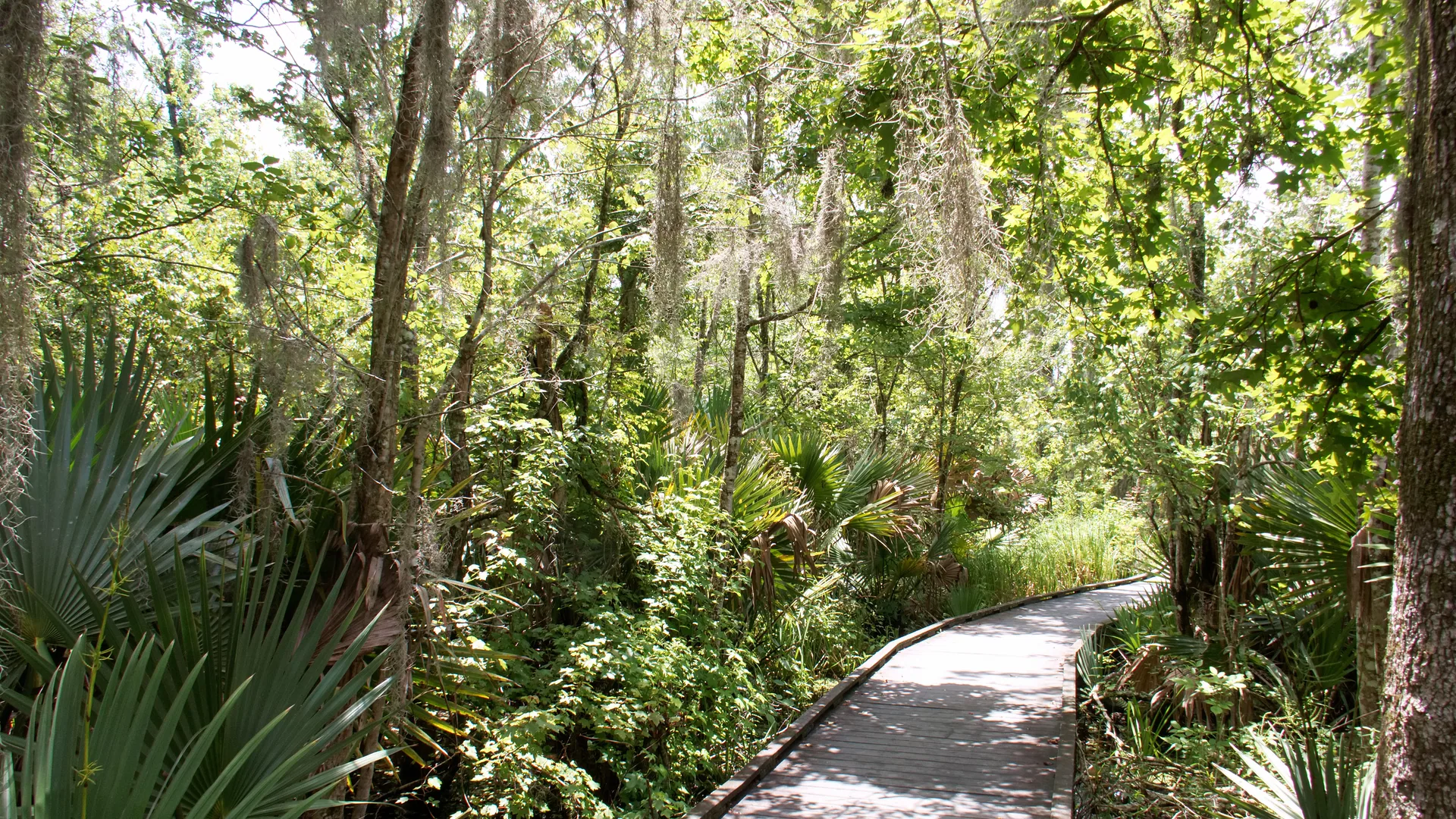 Holzsteg führt durch den dichten Sumpfwald des Barataria Preserve