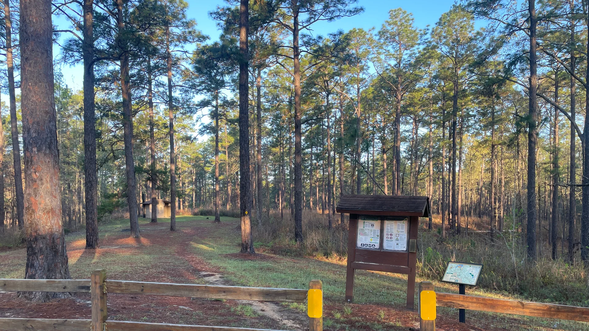 Waldweg und Kiefern am Evangeline Camp im Kisatchie National Forest