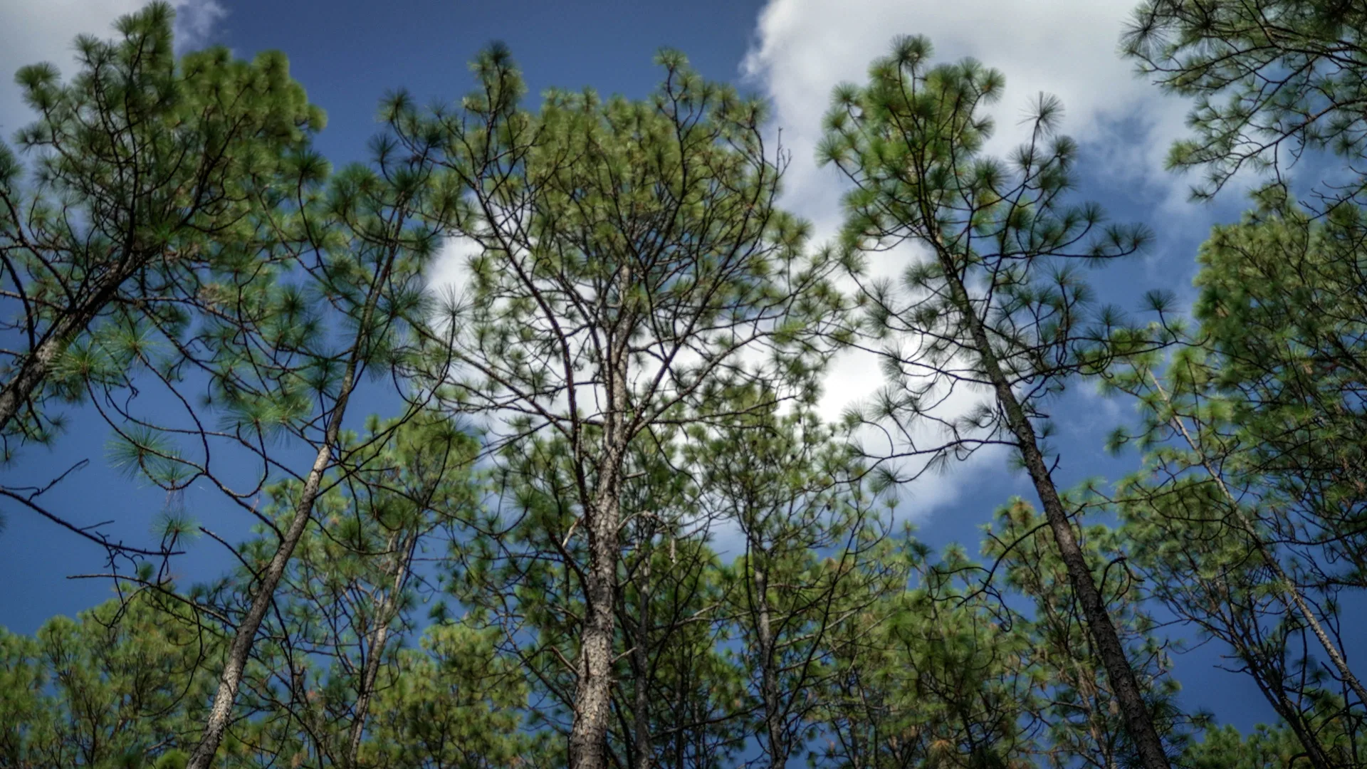 Longleaf-Kiefern ragen in den blauen Himmel des Kisatchie National Forest