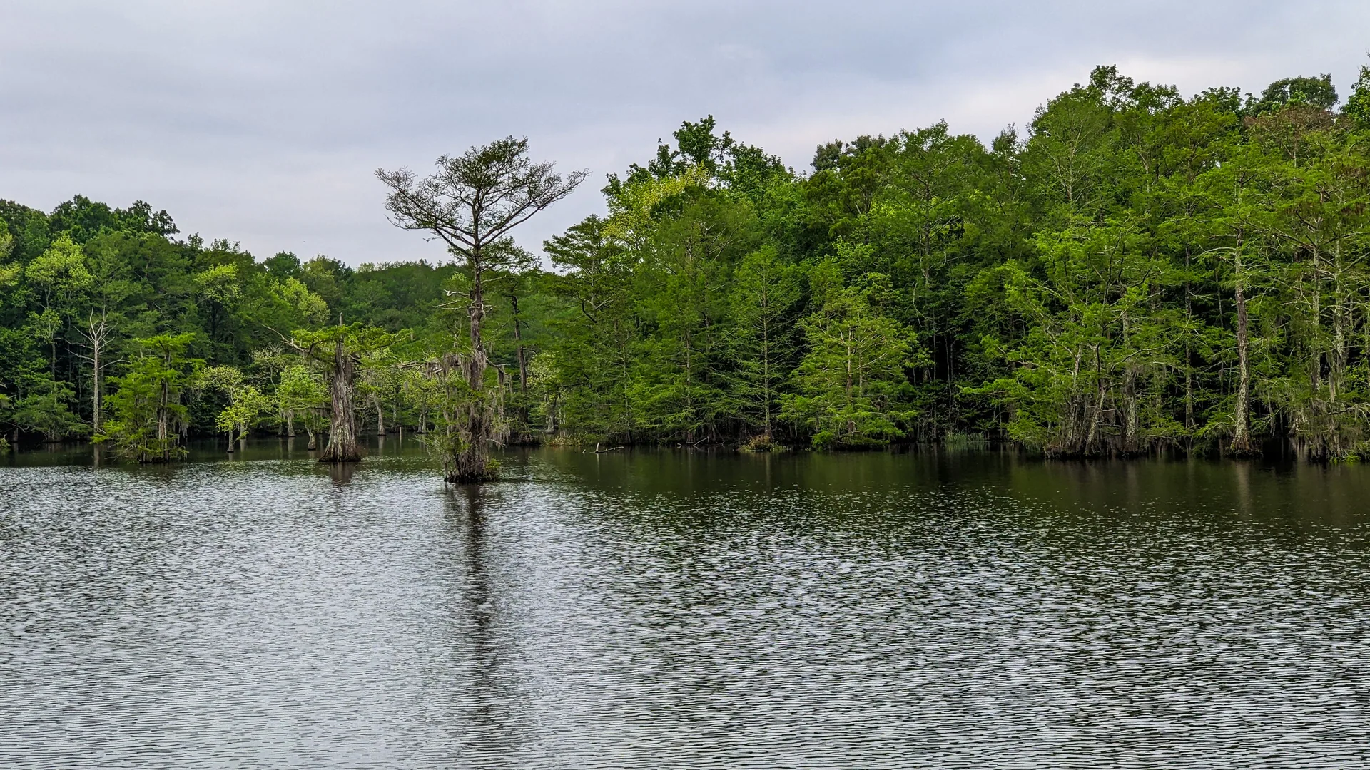 Zypressen und ruhiges Wasser am Lake Chicot im Chicot State Park