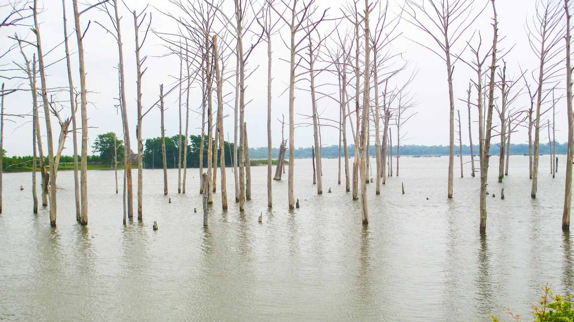 Überflutete Baumstämme stehen im Poverty Point Reservoir in Nordlouisiana