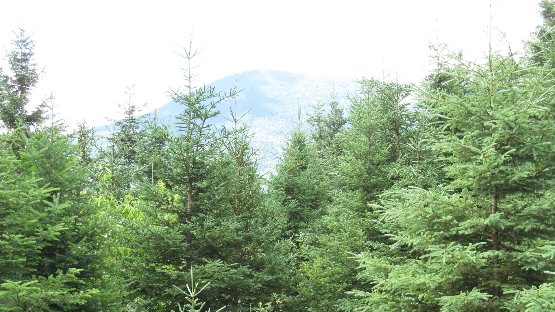 Dichter Nadelwald im Grafton Notch State Park in den westlichen Bergen Maines