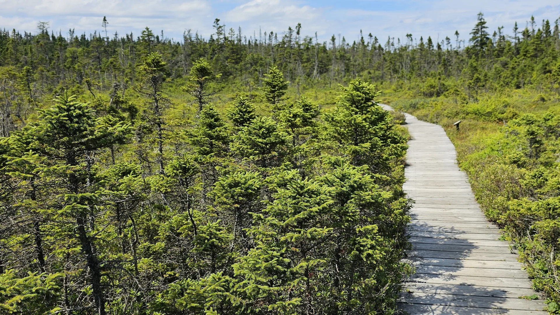 Holzbohlenweg führt durch das Moor im Quoddy Head State Park