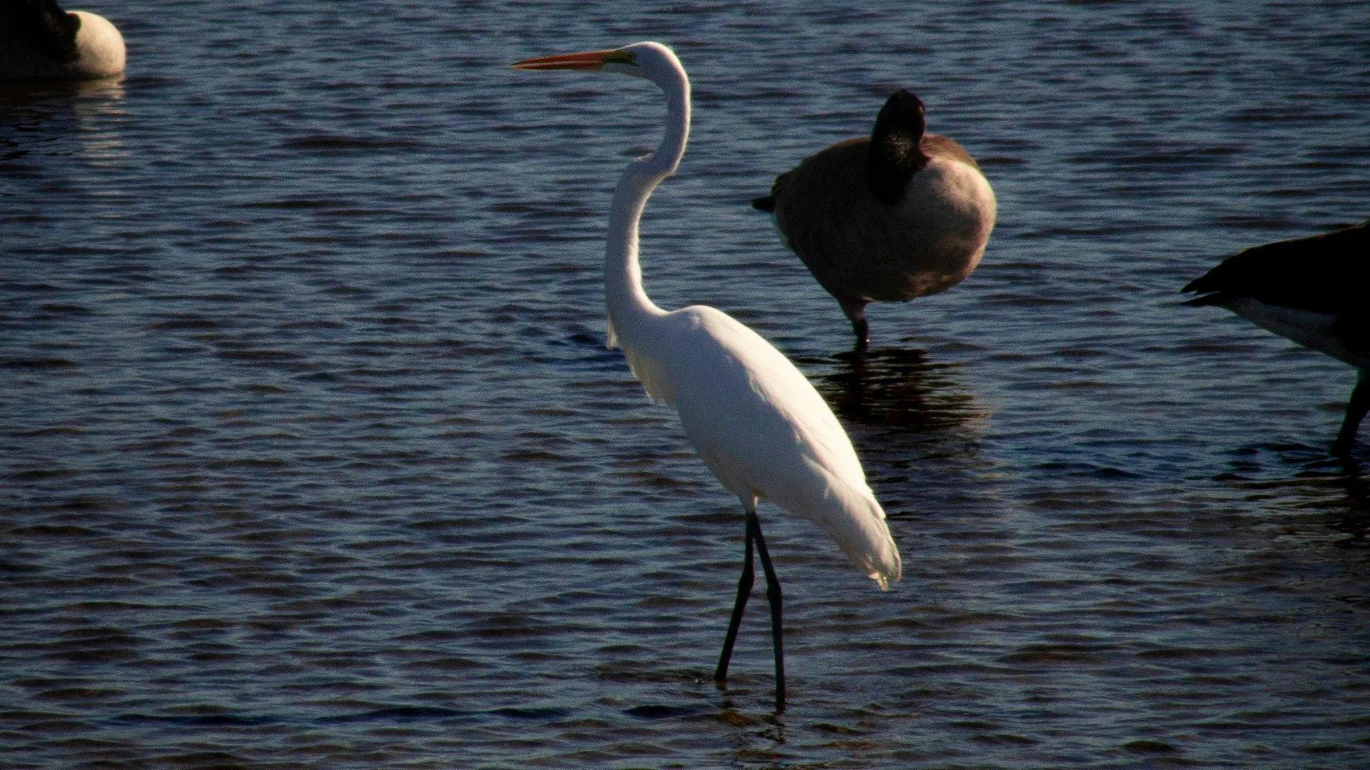 Watvögel im flachen Küstenwasser des Parker River National Wildlife Refuge