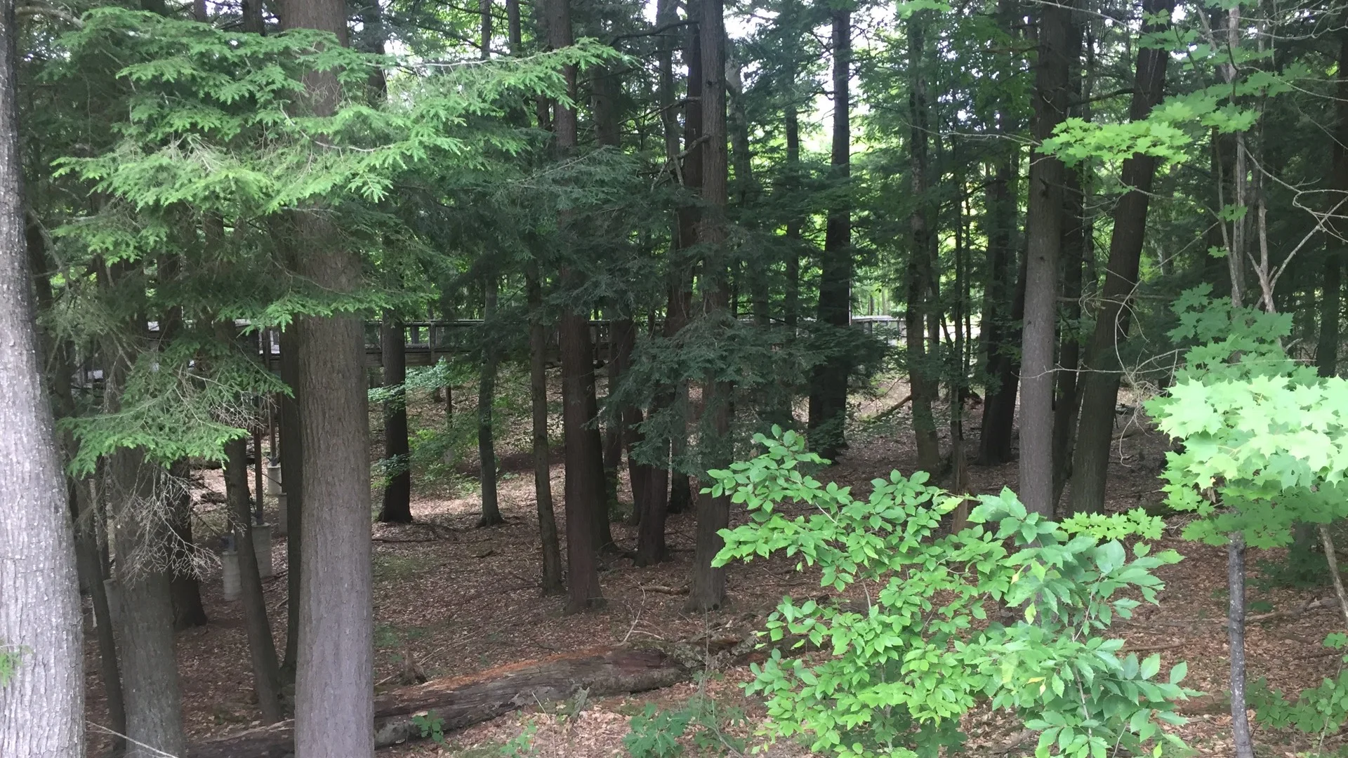 Hohe Kiefern und dichter grüner Unterwuchs im Hartwick Pines State Park