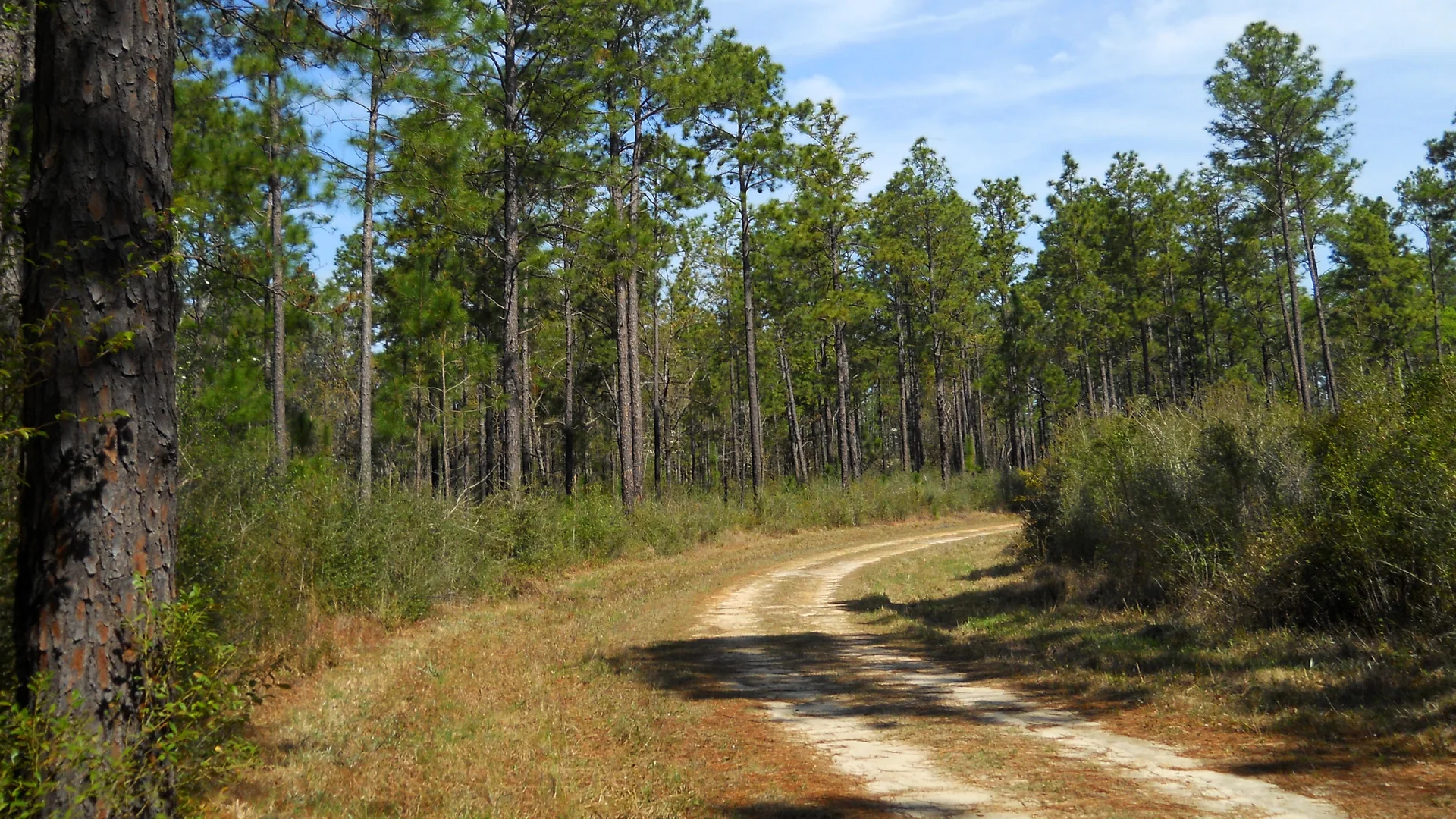 Sandweg durch einen offenen Kiefernwald im De Soto National Forest in Mississippi