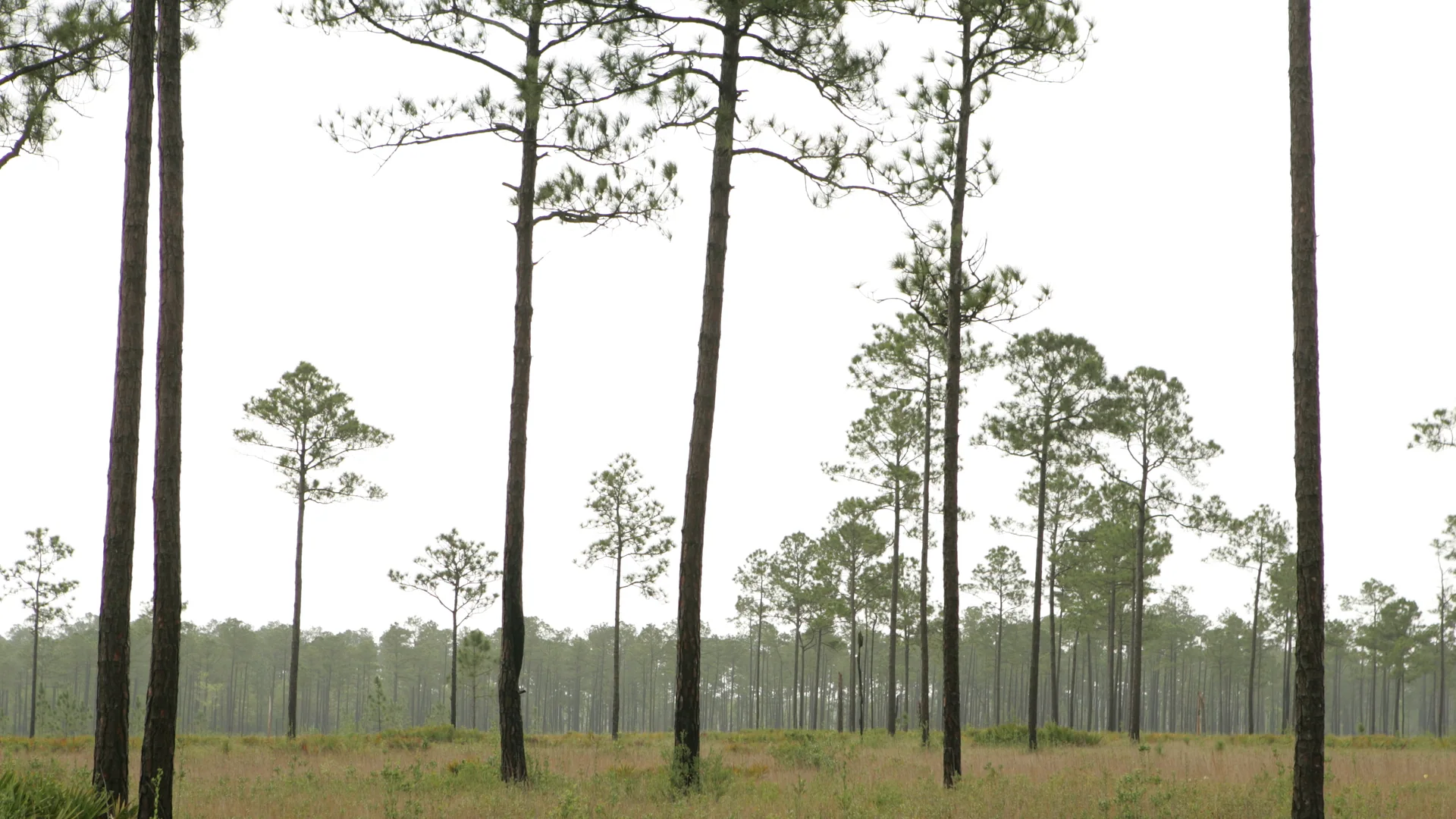 Offene feuchte Kiefernsavanne im Mississippi Sandhill Crane National Wildlife Refuge
