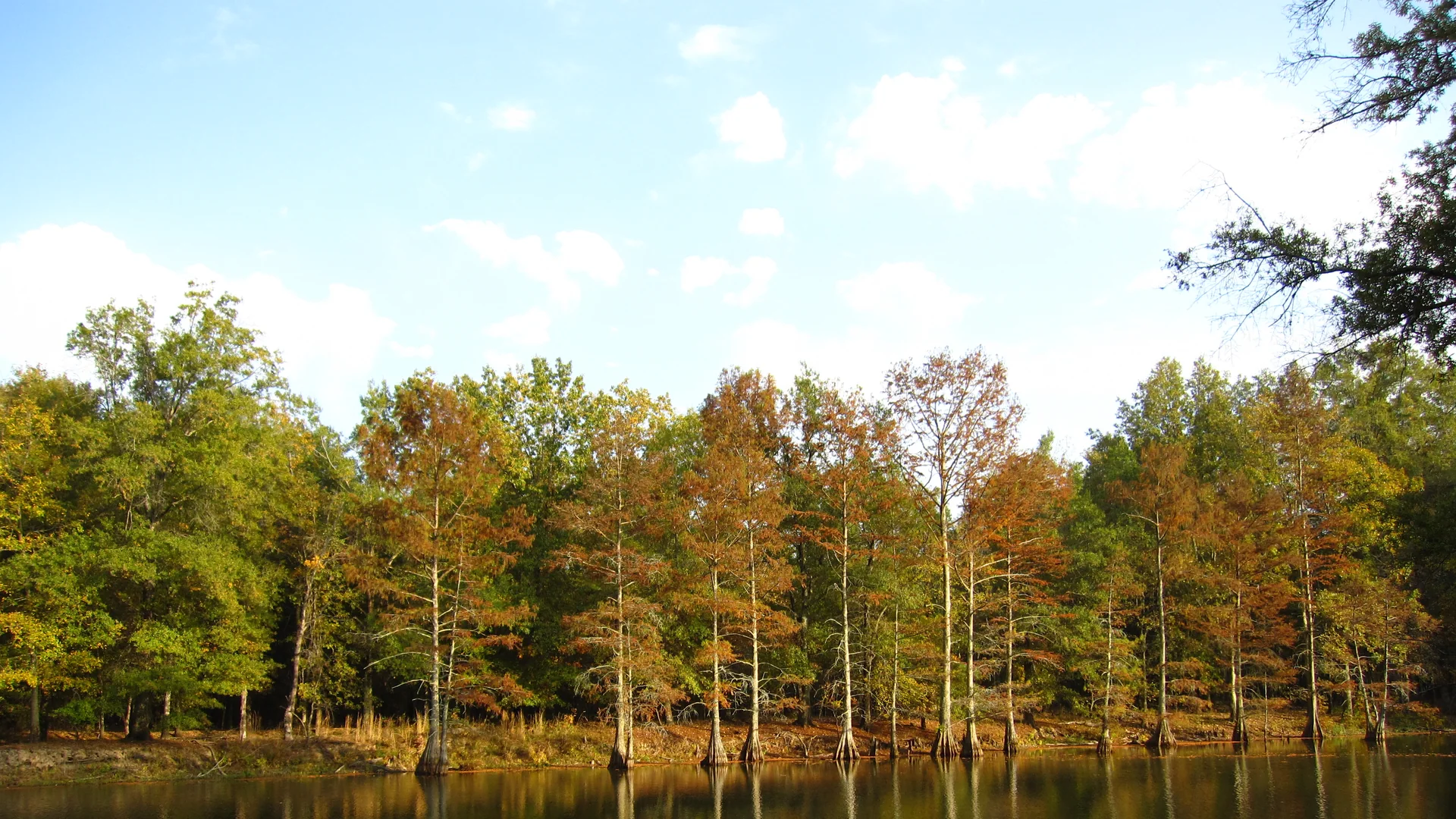 Ruhiges Wasser und Auenwald am Mingo Creek im Mingo National Wildlife Refuge
