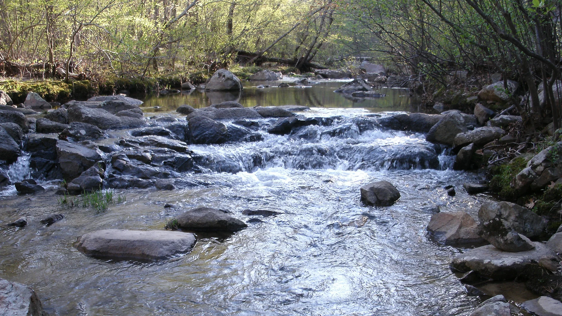 Pickle Creek fließt über flache Felsen durch den bewaldeten Hawn State Park