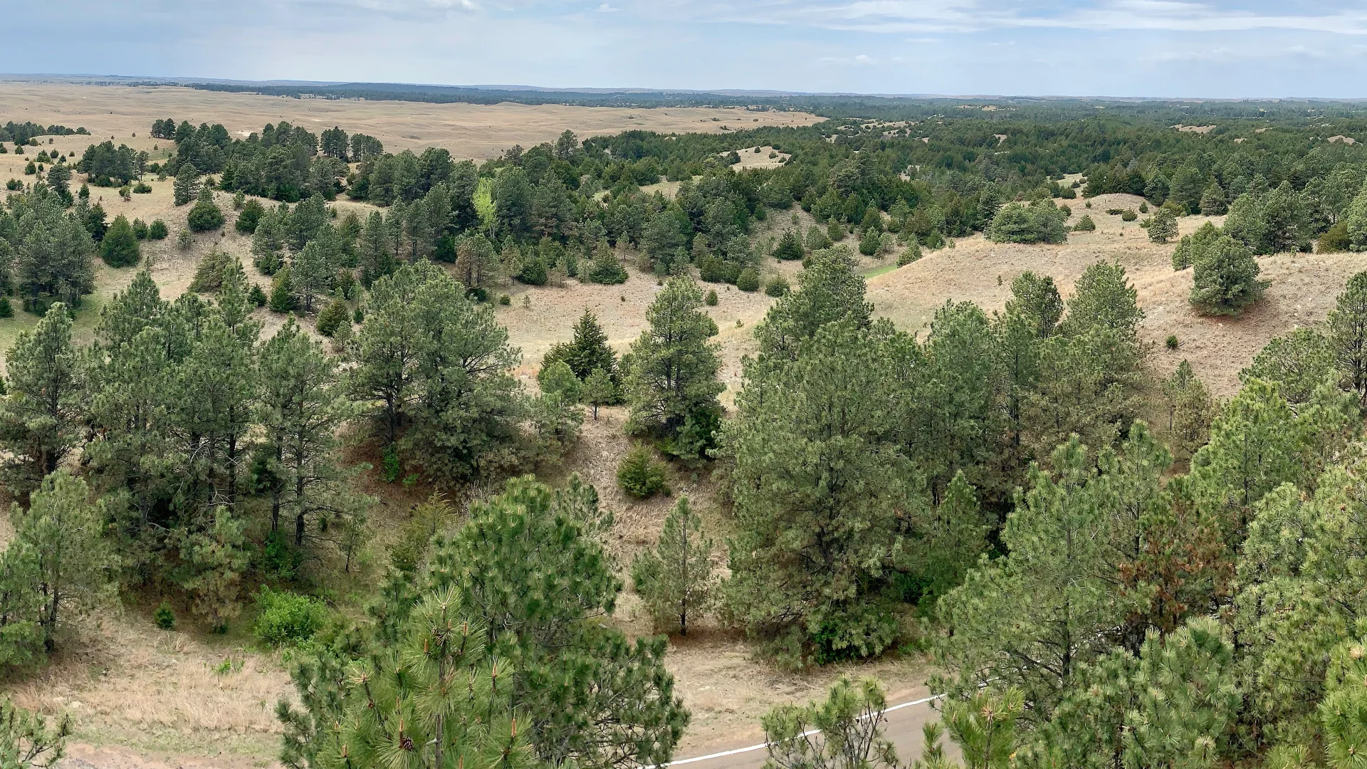 Kiefernwald und offene Sandhills-Prärie im Nebraska National Forest