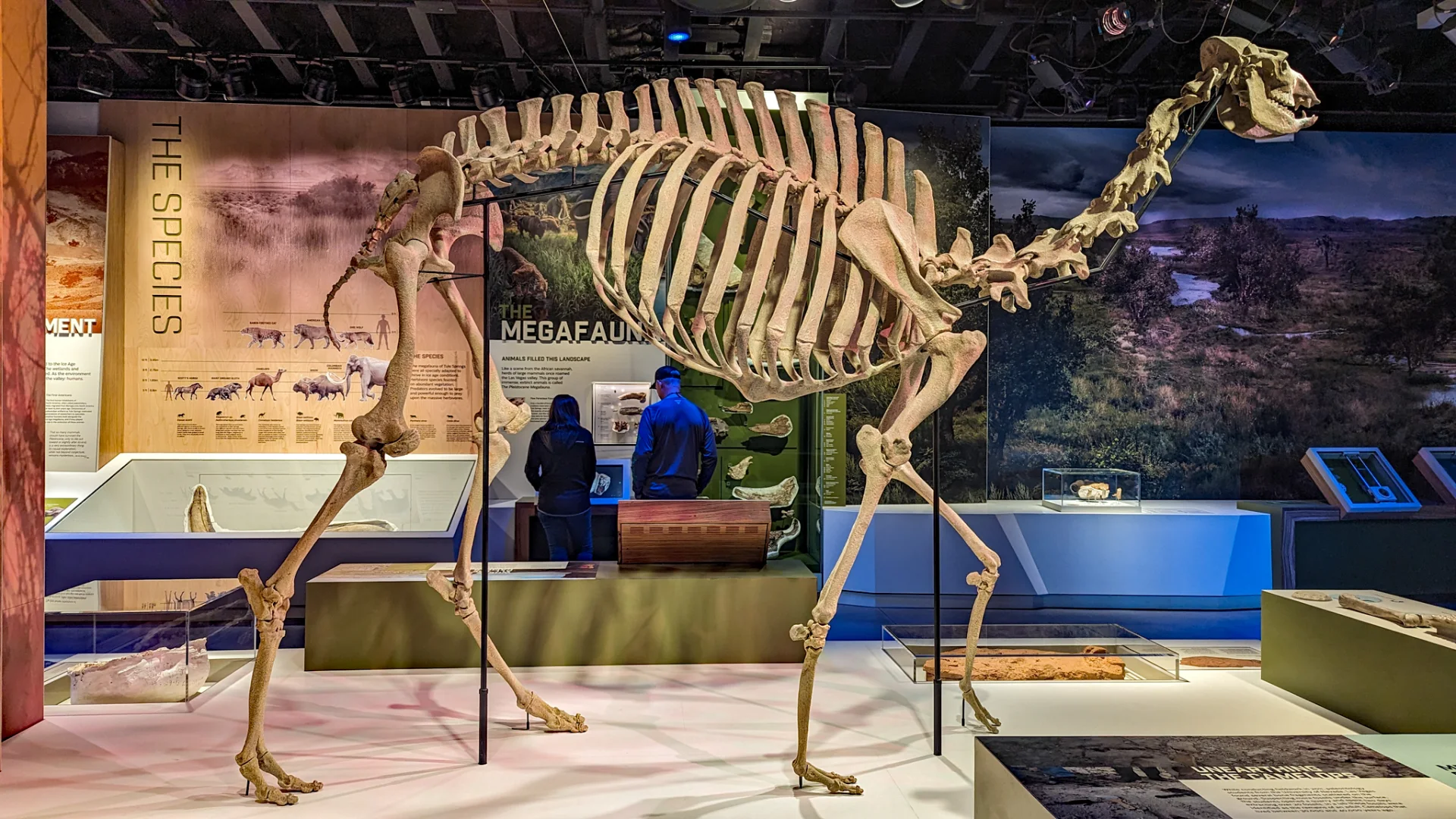 Rekonstruiertes Camelops-Skelett in der Ausstellung des Ice Age Fossils State Park