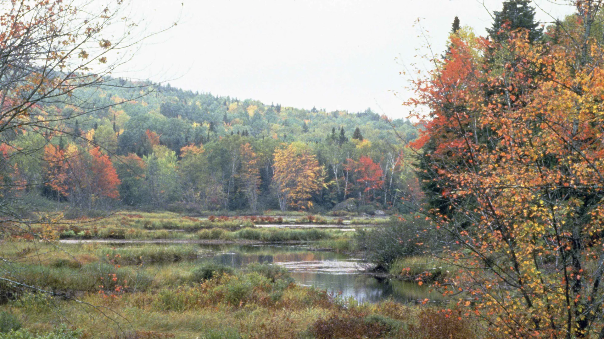 Herbstlich gefärbte Wälder und Feuchtgebiete im Umbagog National Wildlife Refuge