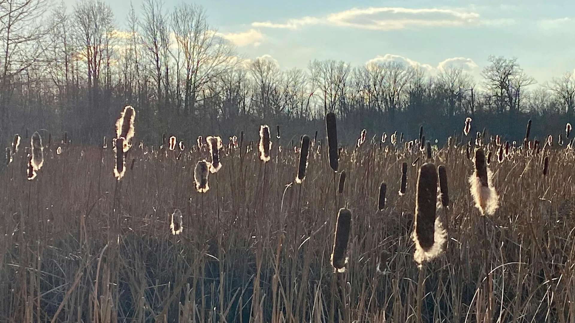 Vom Gegenlicht erfasste Rohrkolben im Great Swamp National Wildlife Refuge