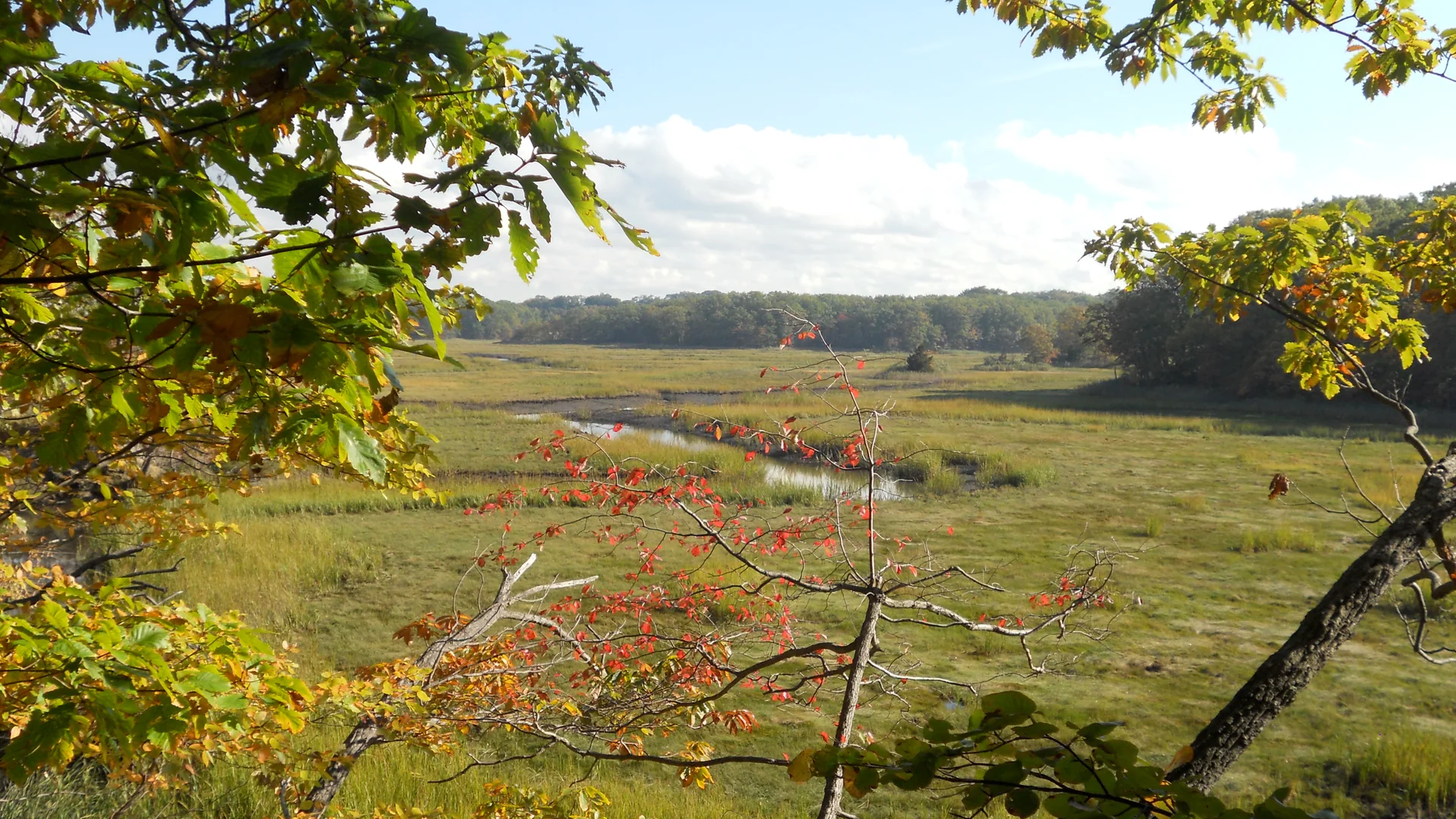 Marschlandschaft zwischen herbstlichen Bäumen im Cheesequake State Park