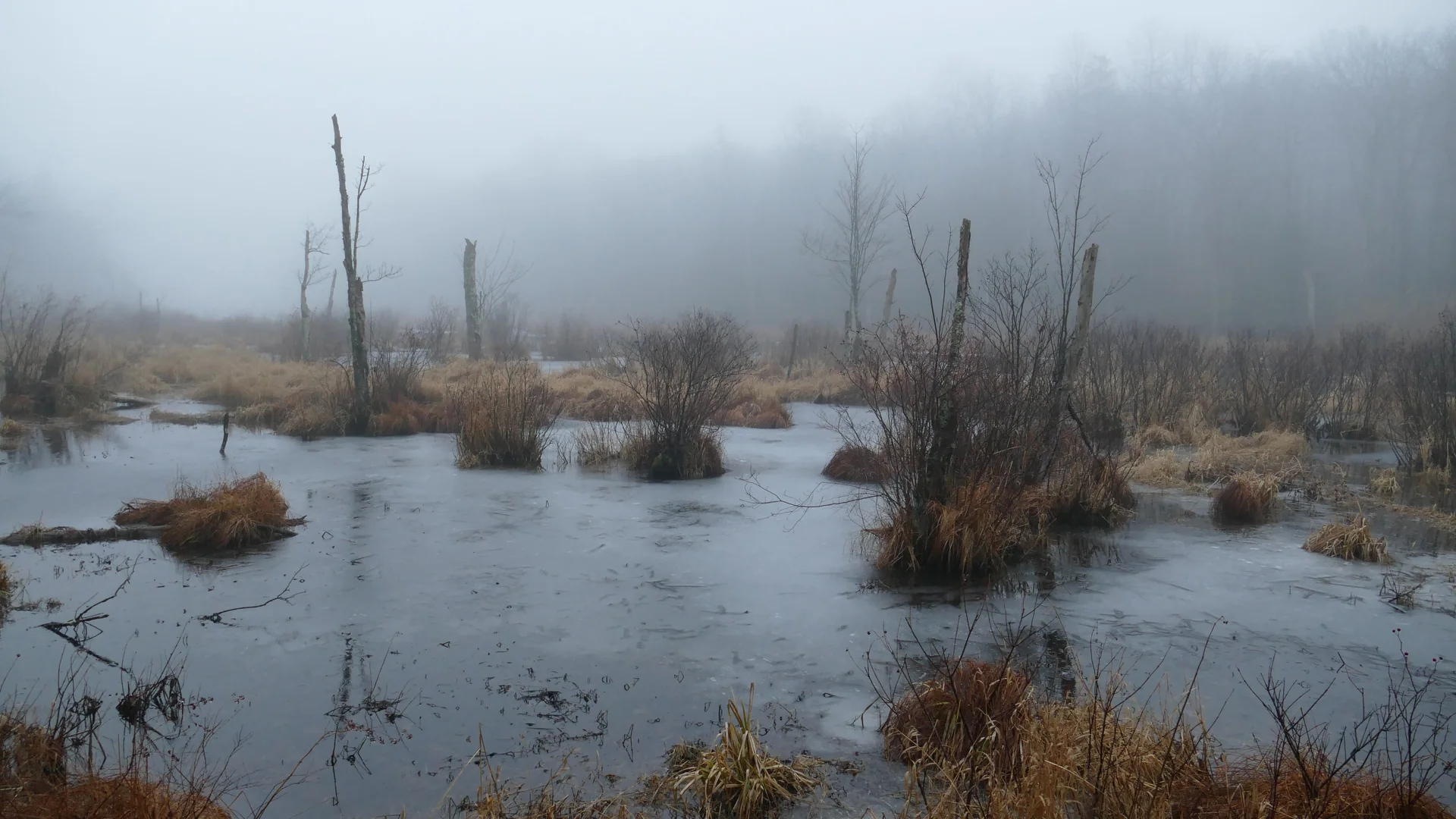 Nebliges Feuchtgebiet mit Wasserflächen und abgestorbenen Baumstämmen im Wawayanda State Park
