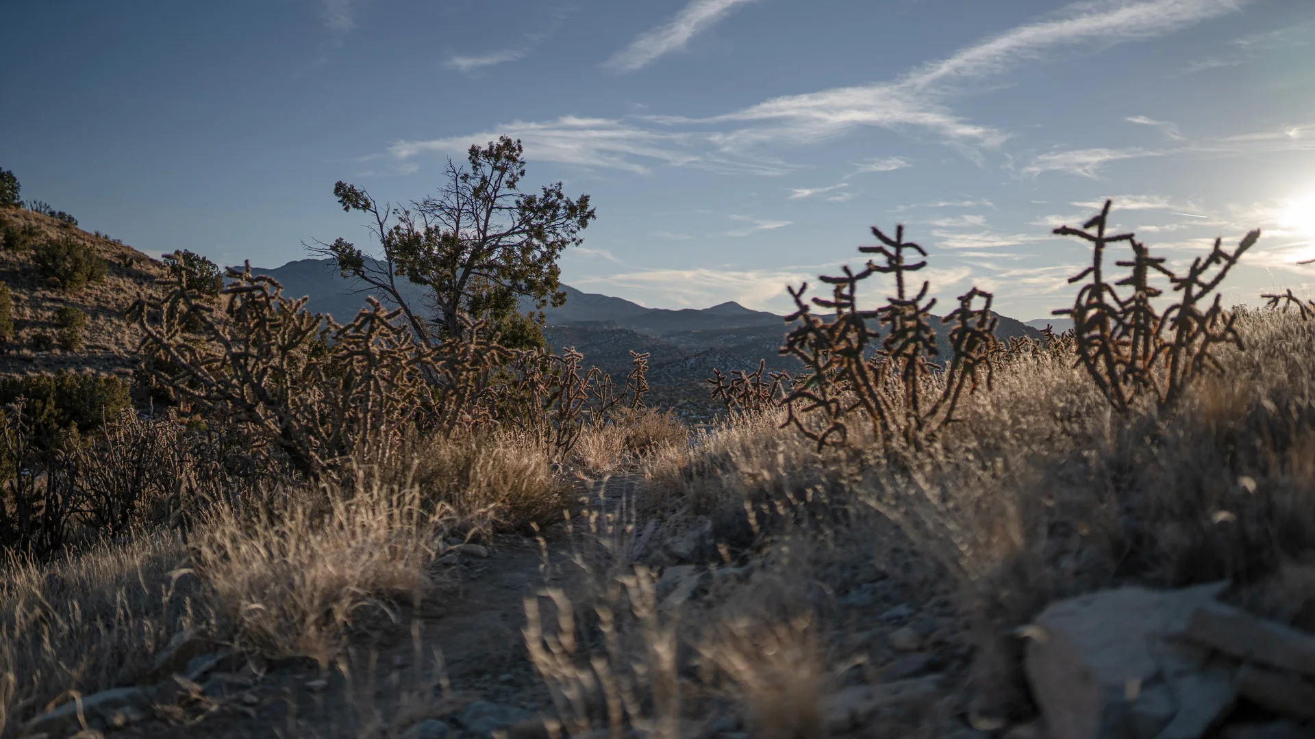 Abendlicht über einem steinigen Trail mit Chollas im Cerrillos Hills State Park