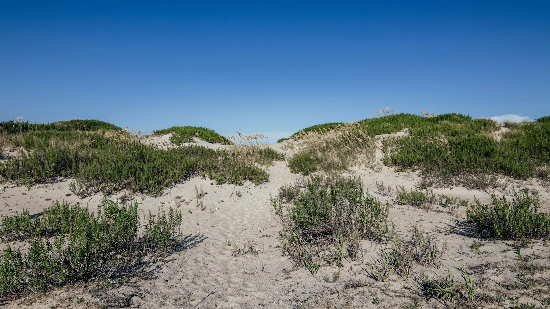 Sanddünen und niedrige Küstenvegetation im Jockey’s Ridge State Park unter tiefblauem Himmel