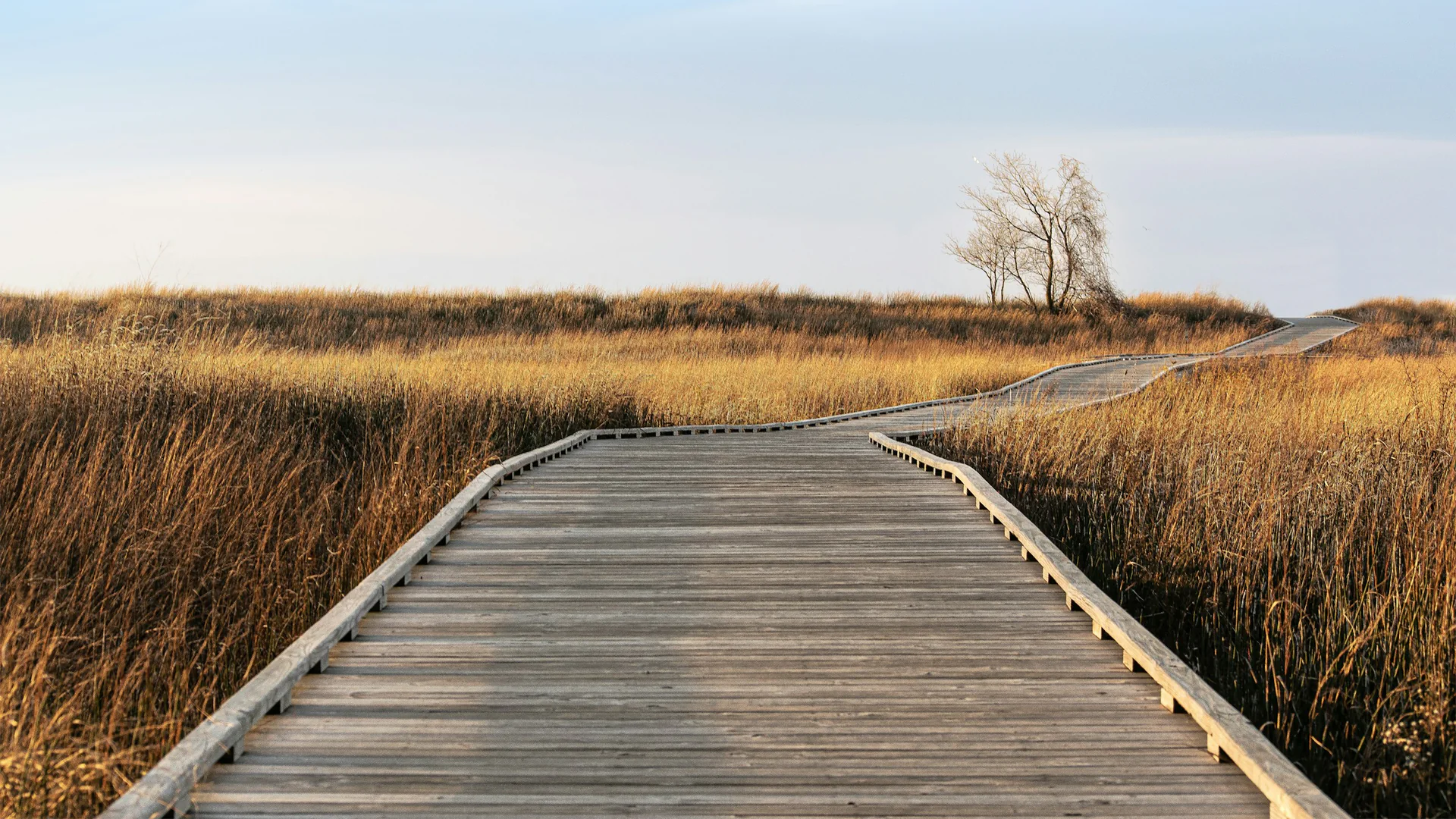 Breiter Holzsteg führt durch die Dünen- und Strandvegetation von Headlands Dunes am Lake Erie