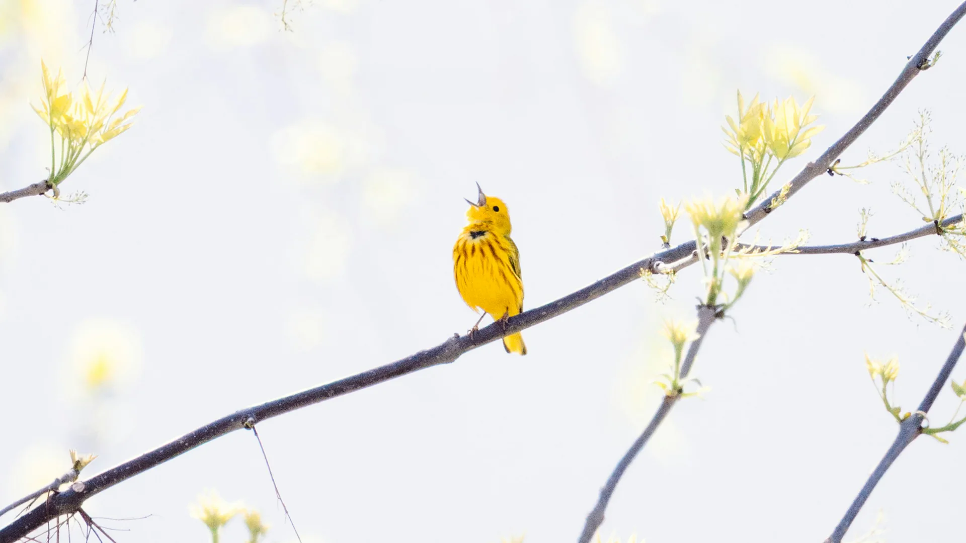 Gelber Waldsänger singt zwischen frischen Blättern in der Magee Marsh Wildlife Area