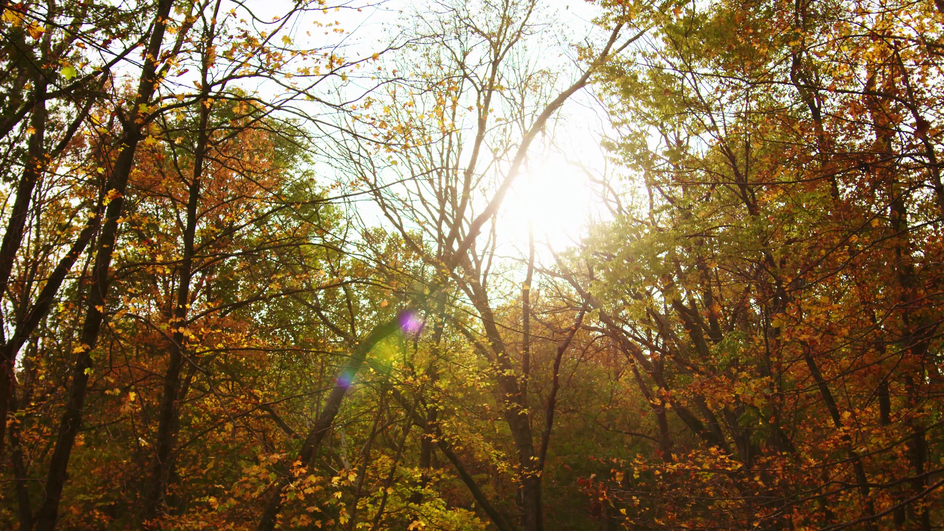 Tief stehendes Sonnenlicht fällt durch orangefarbenes Herbstlaub im John Bryan State Park