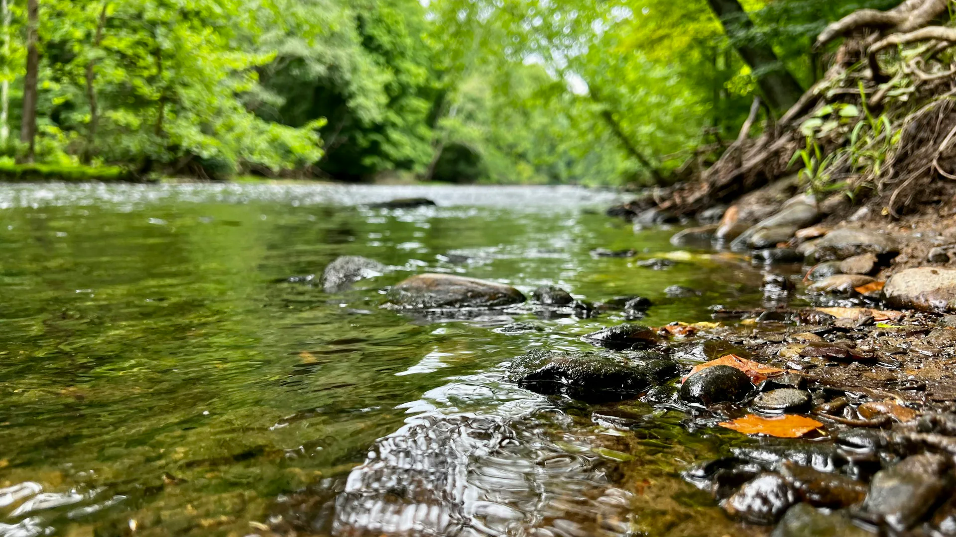 Flaches klares Wasser fließt zwischen Wald und Wurzeln durch den Mohican State Park