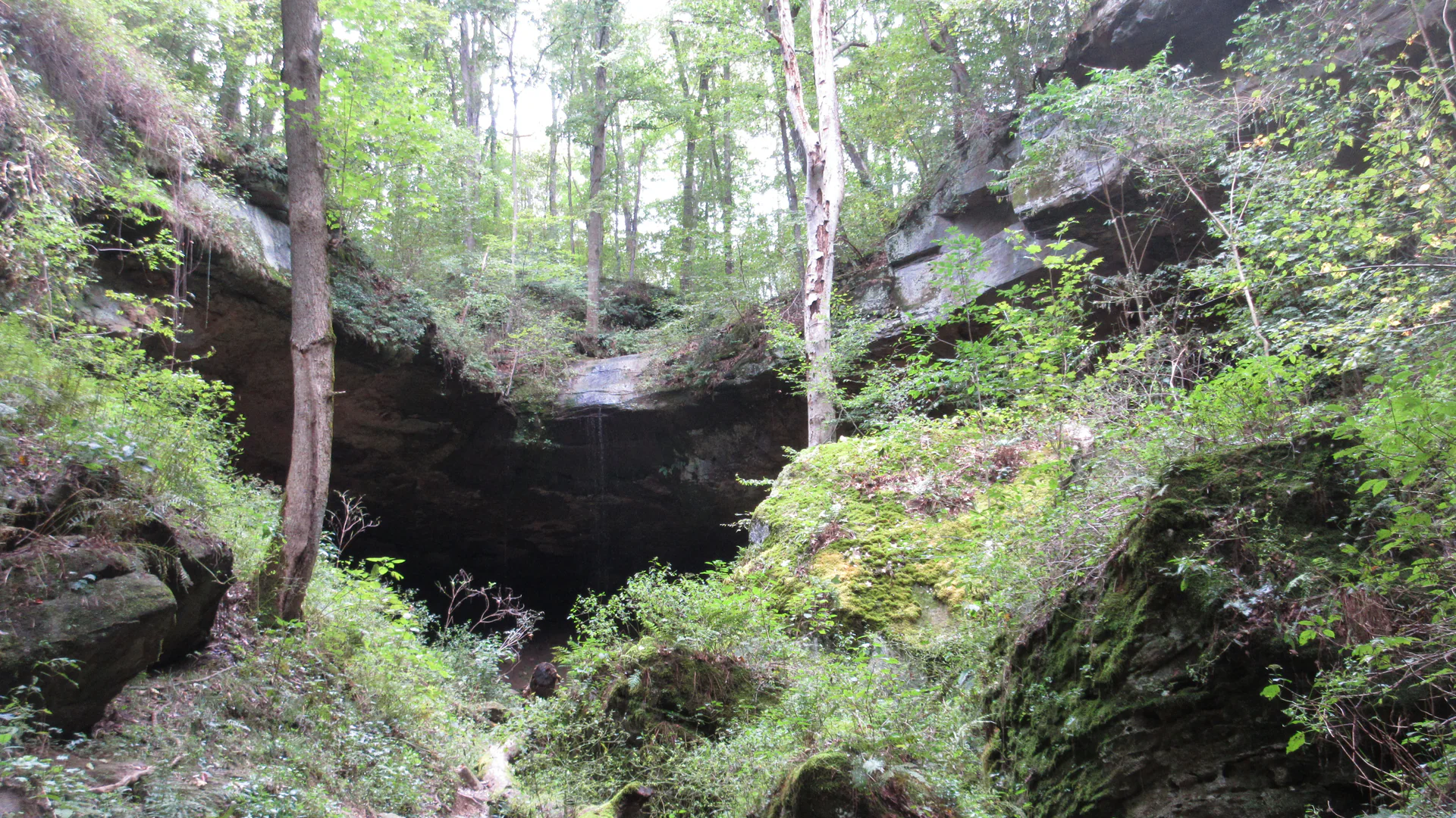 Bewaldete Sandsteinmulde mit Felsüberhängen an Hosack’s Cave im Salt Fork State Park