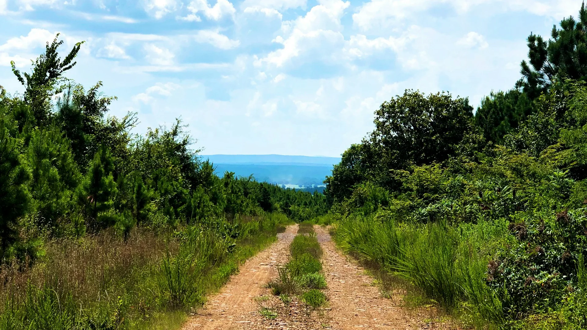Unbefestigter Weg zwischen dichtem Wald im Ouachita National Forest bei Waldron