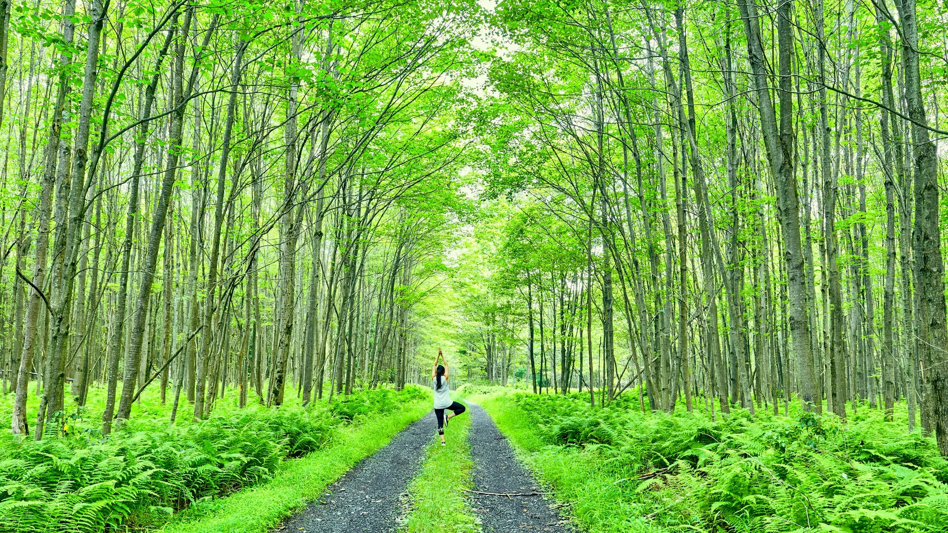 Gerader Waldweg zwischen Farnen und dichtem Laubwald im Allegheny National Forest