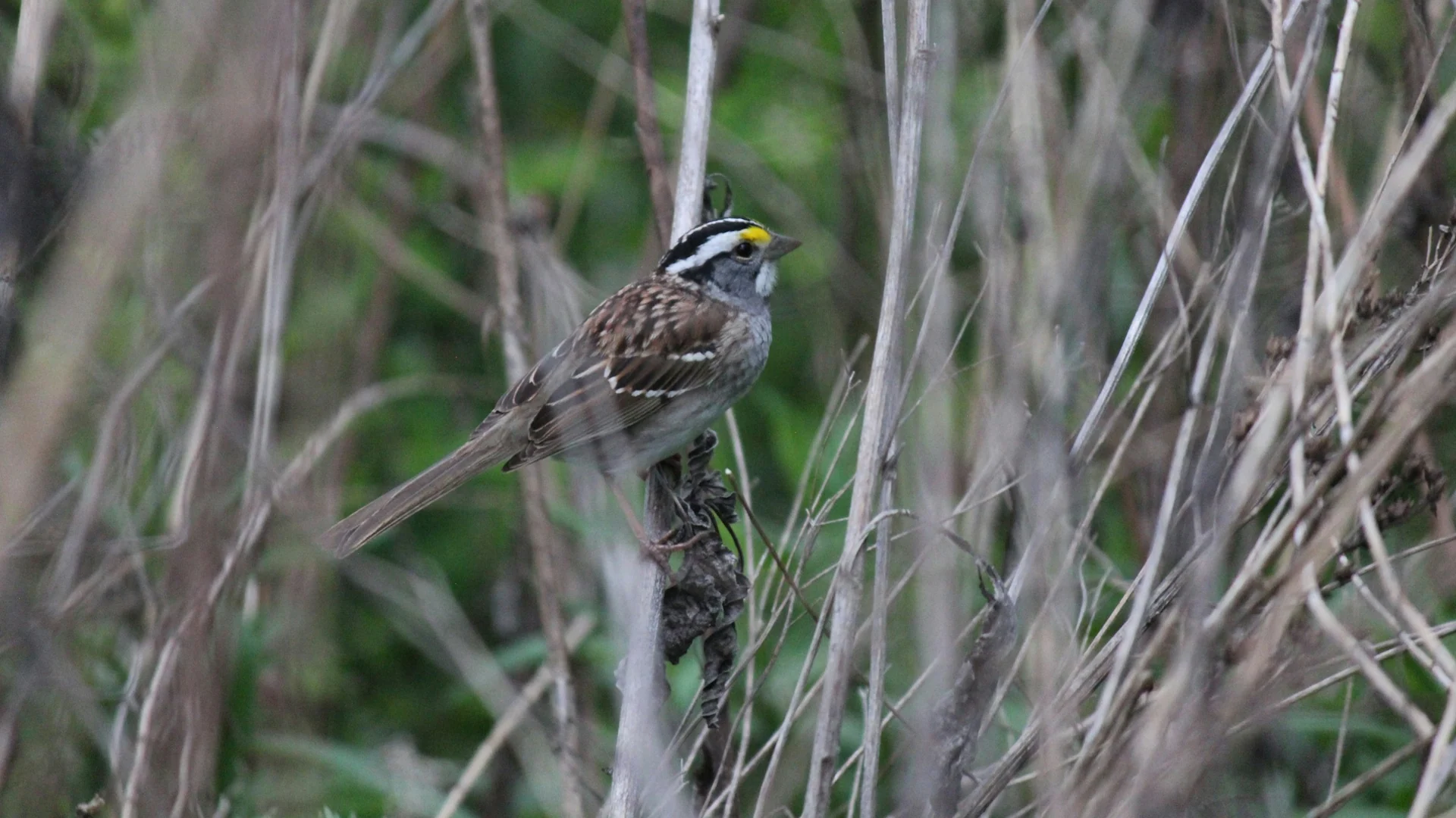 Kleiner Vogel zwischen Schilfhalmen im John Heinz National Wildlife Refuge bei Philadelphia