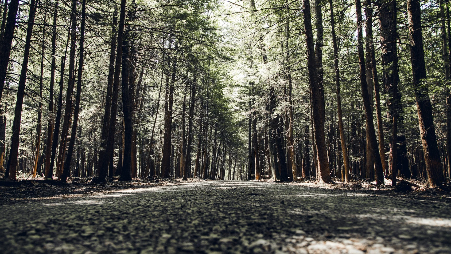 Breiter Waldweg unter hohen Hemlocktannen im Cook Forest State Park in Pennsylvania
