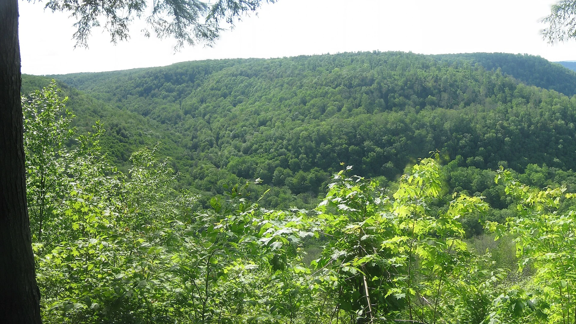 Bewaldetes Loyalsock-Creek-Tal von der Canyon Vista im Worlds End State Park