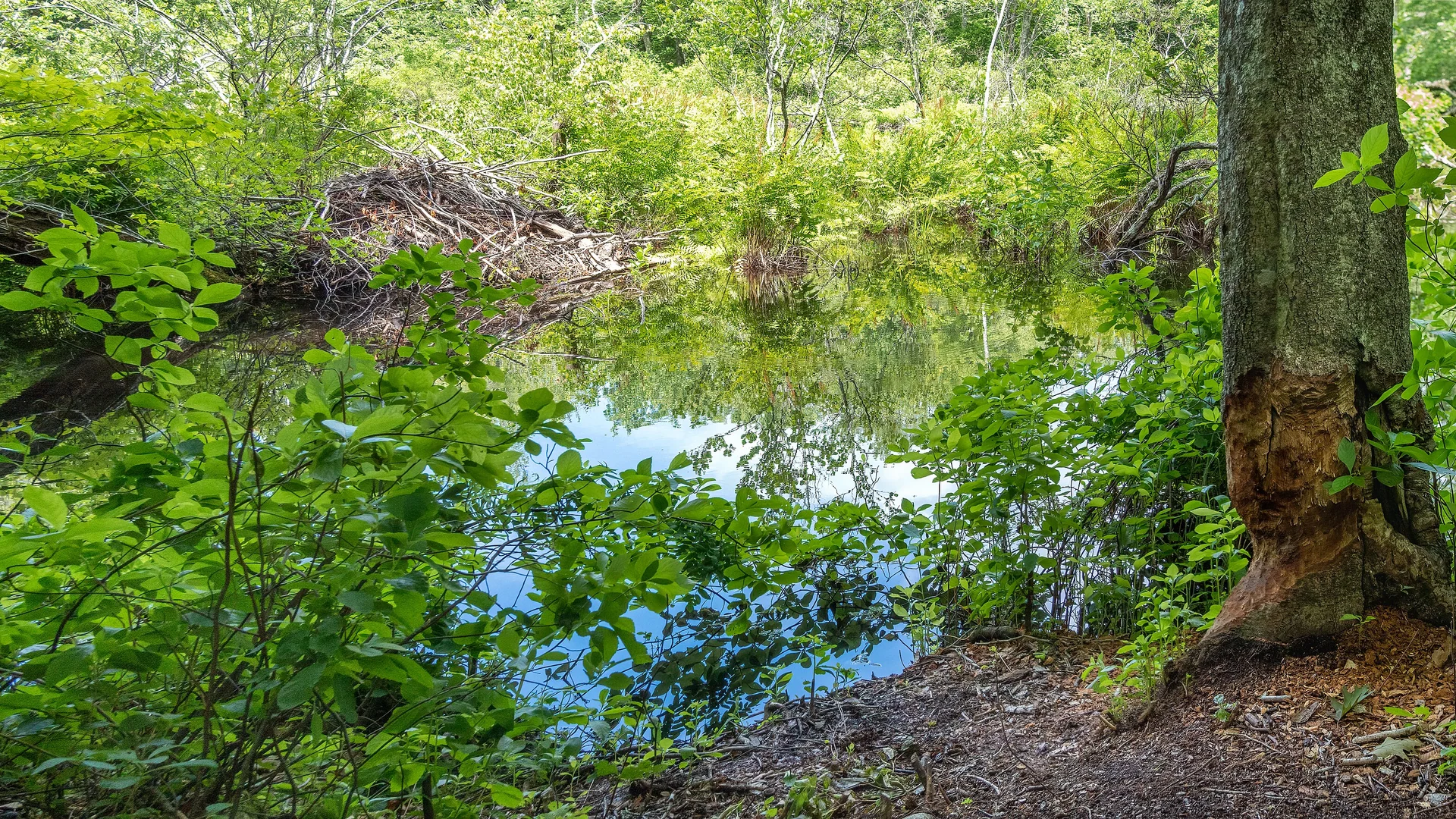 Ruhiger Wood River zwischen dichtem Wald und einem Biberbau in Arcadia