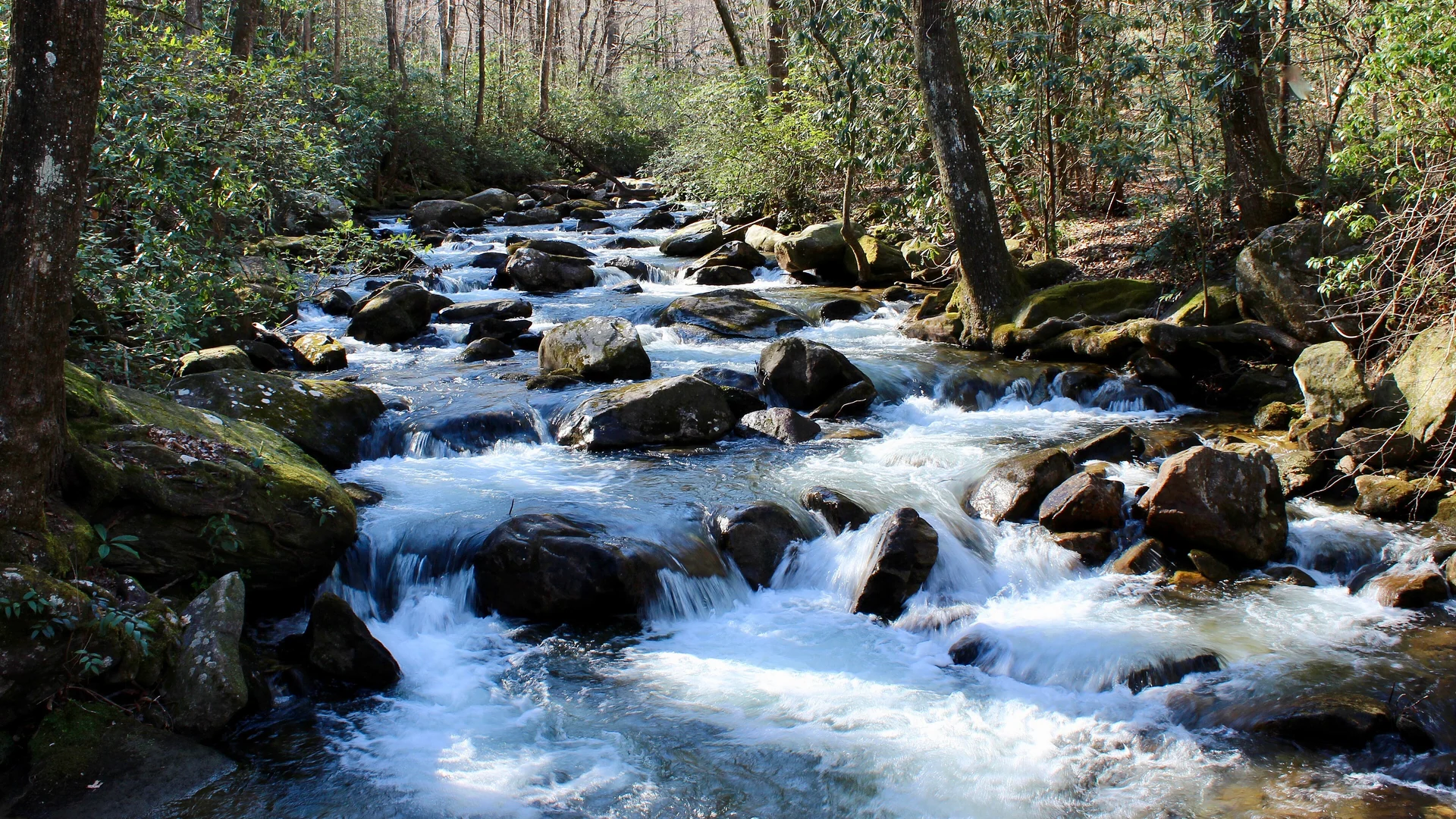 Schneller Middle Saluda River zwischen Felsen und Wald im Jones Gap State Park