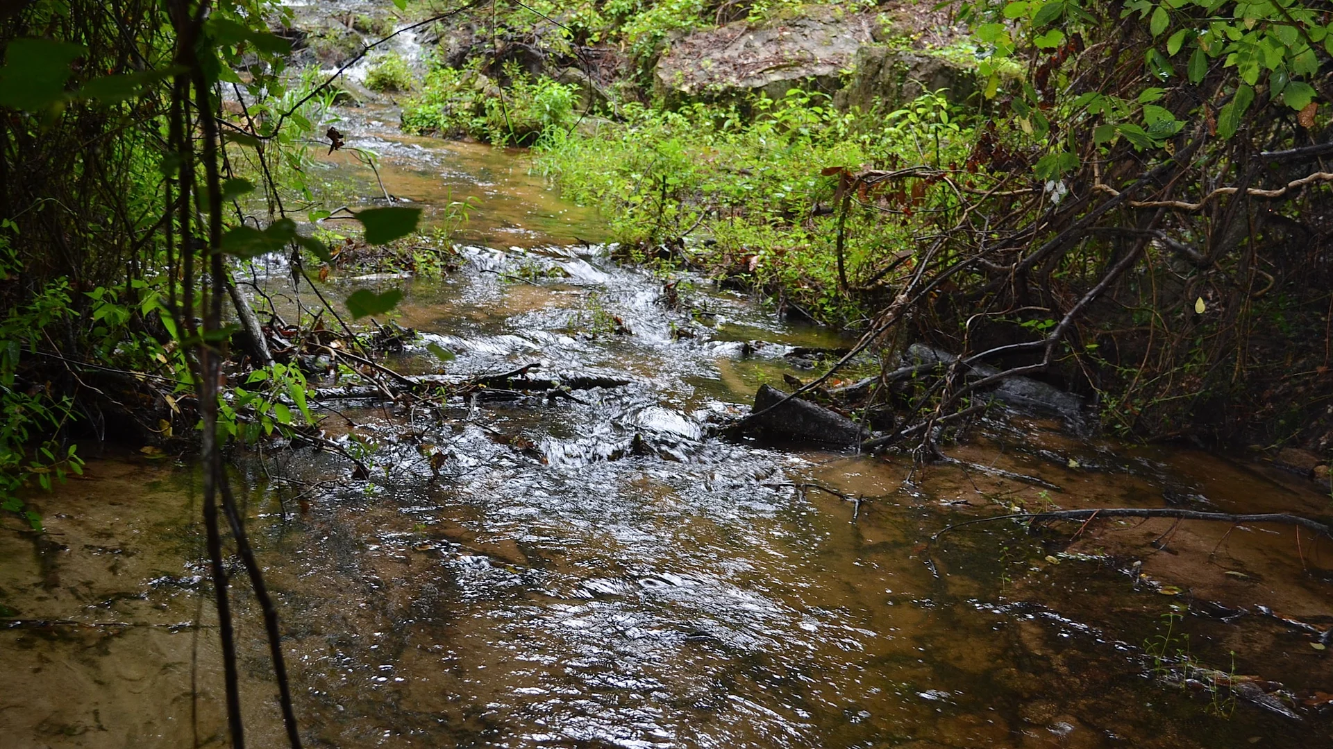 Flacher Shanks Creek zwischen Wald und Sandhills im Poinsett State Park
