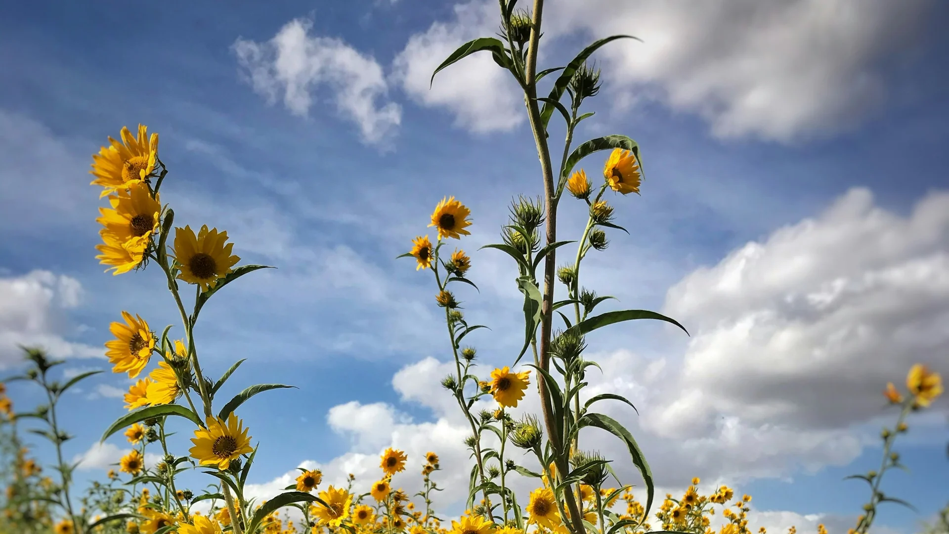 Gelbe Prärieblumen unter weitem Himmel im Good Earth State Park at Blood Run