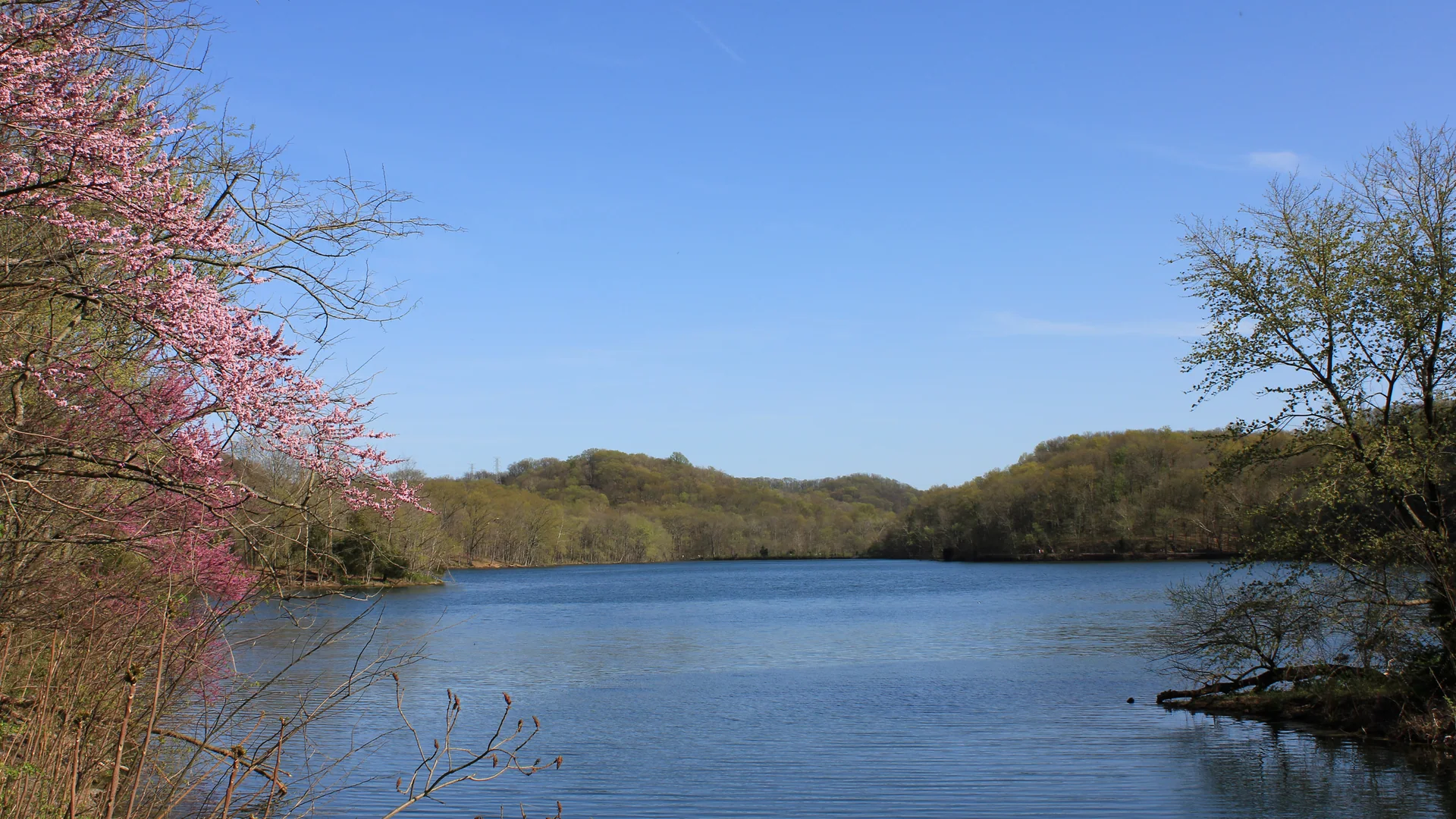 Ruhiger Radnor Lake mit blühenden Uferbäumen im Großraum Nashville