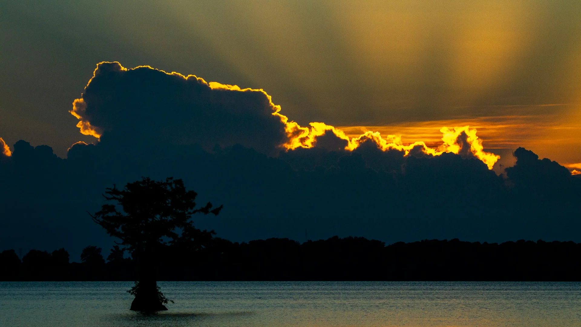 Einzelne Zypresse im flachen Reelfoot Lake vor goldenem Abendhimmel