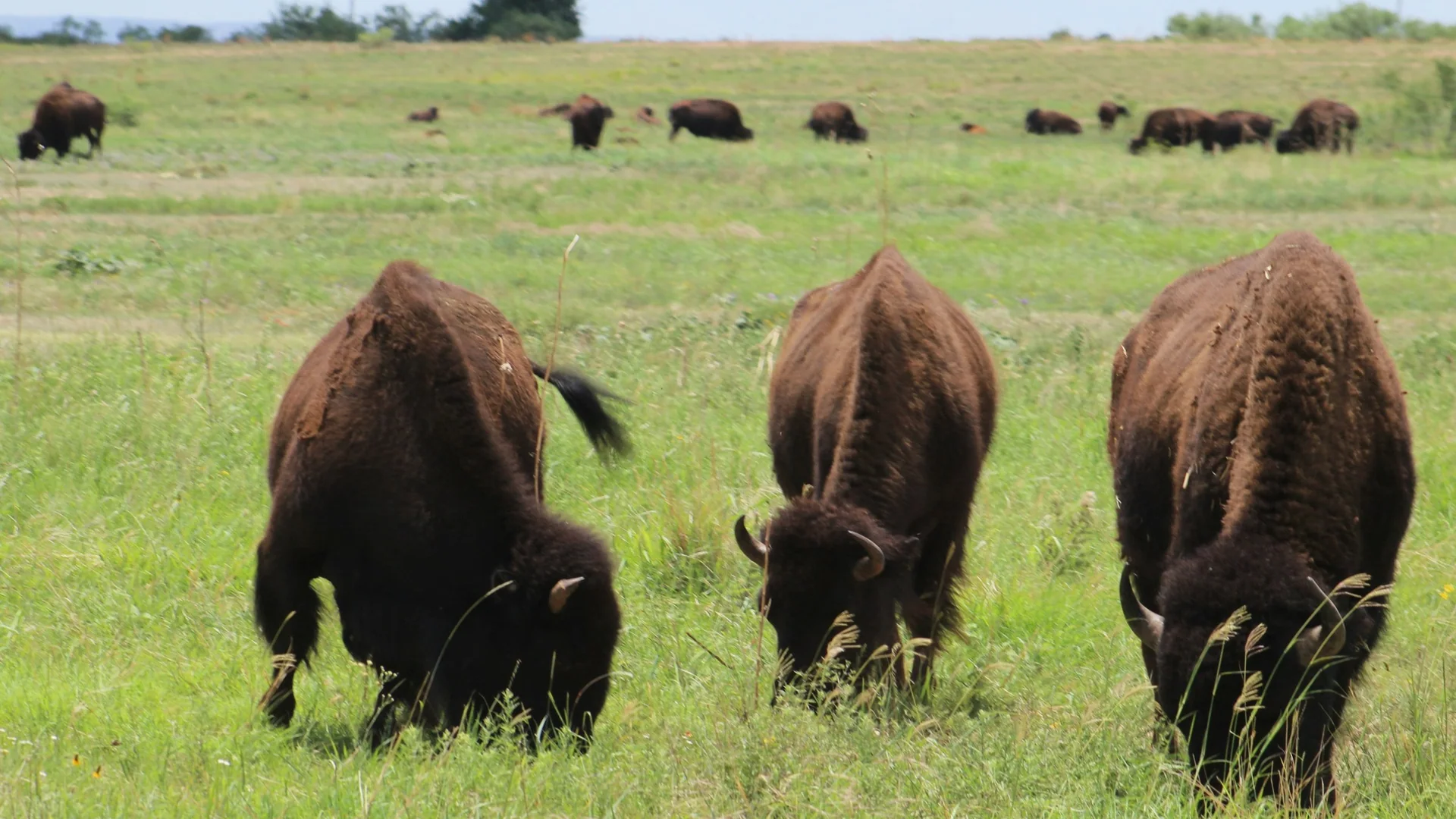 Mehrere Bisons grasen im Caprock Canyons State Park in Texas