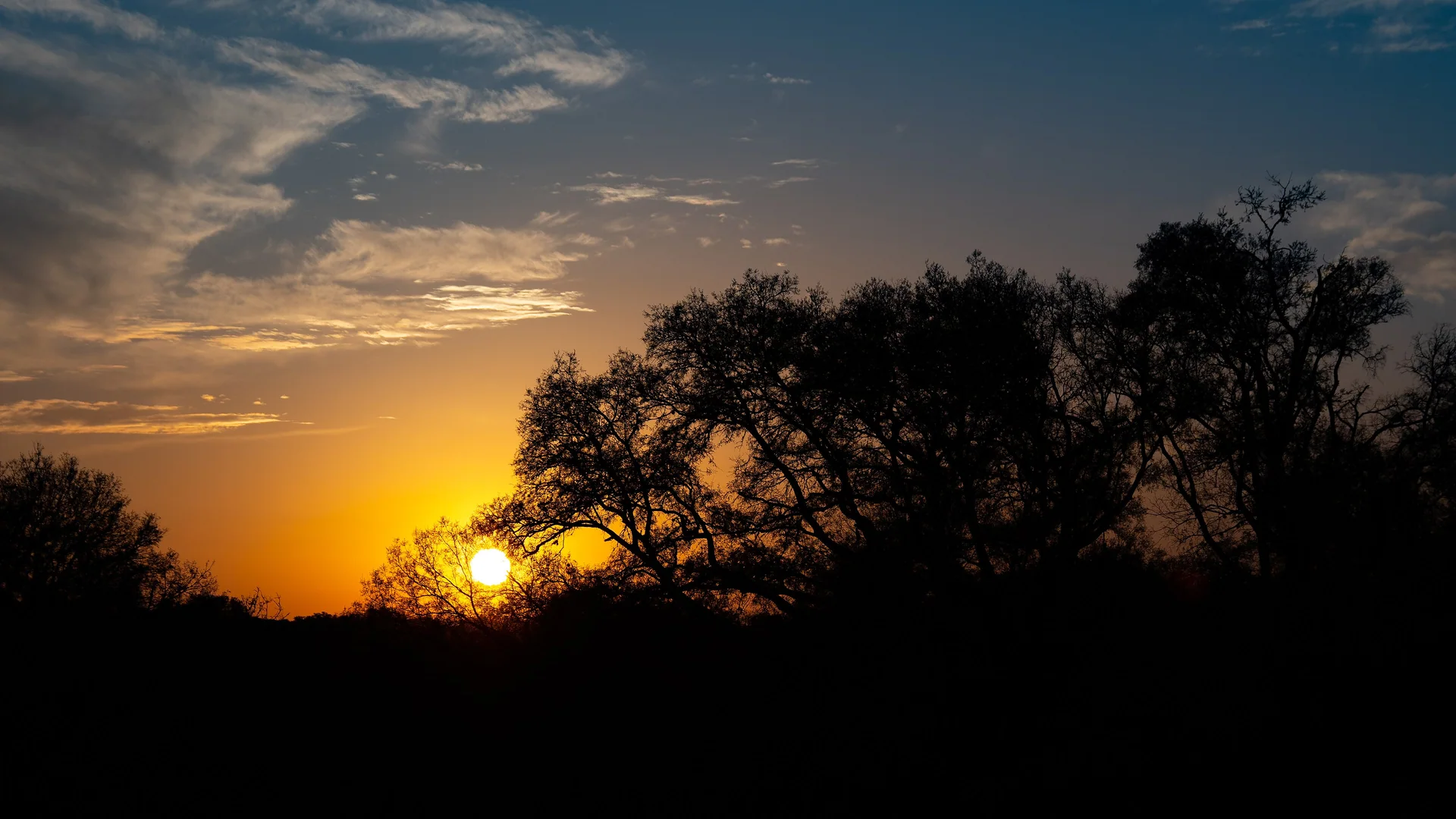 Tiefe Sonne und Baumumrisse im Guadalupe River State Park in Texas