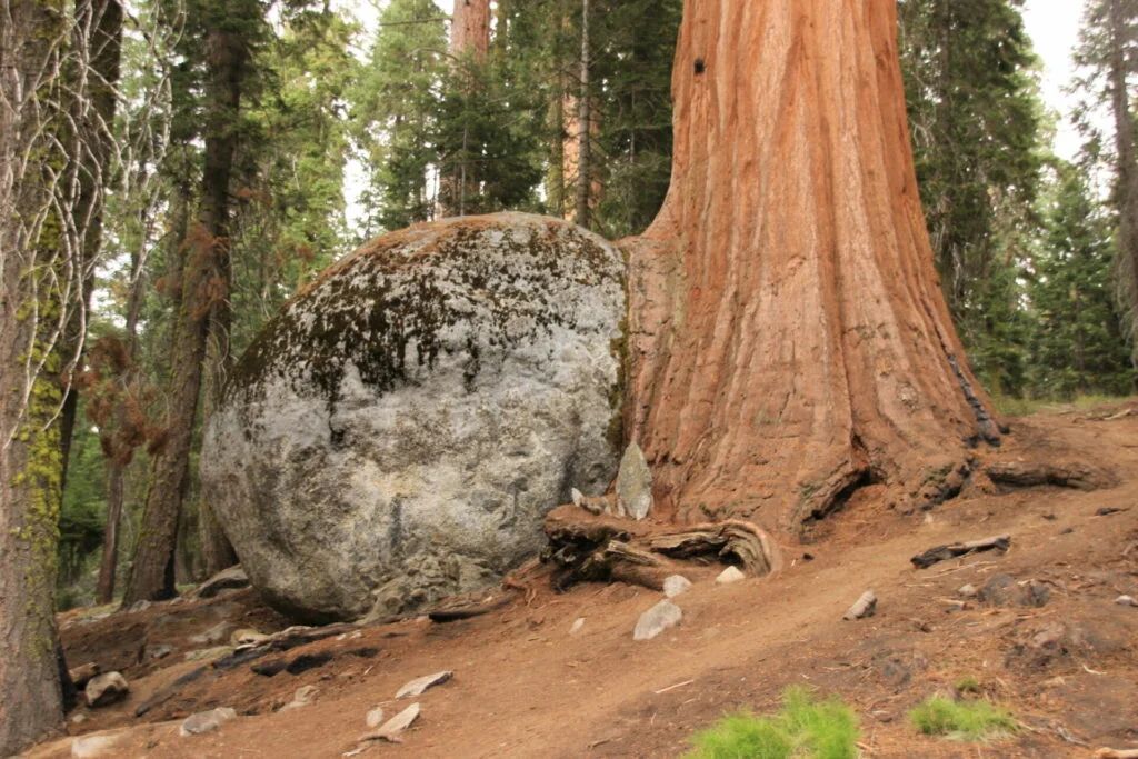 Mammutbaum und Granitfelsen im Sequoia National Park als authentisches Landschaftsfoto