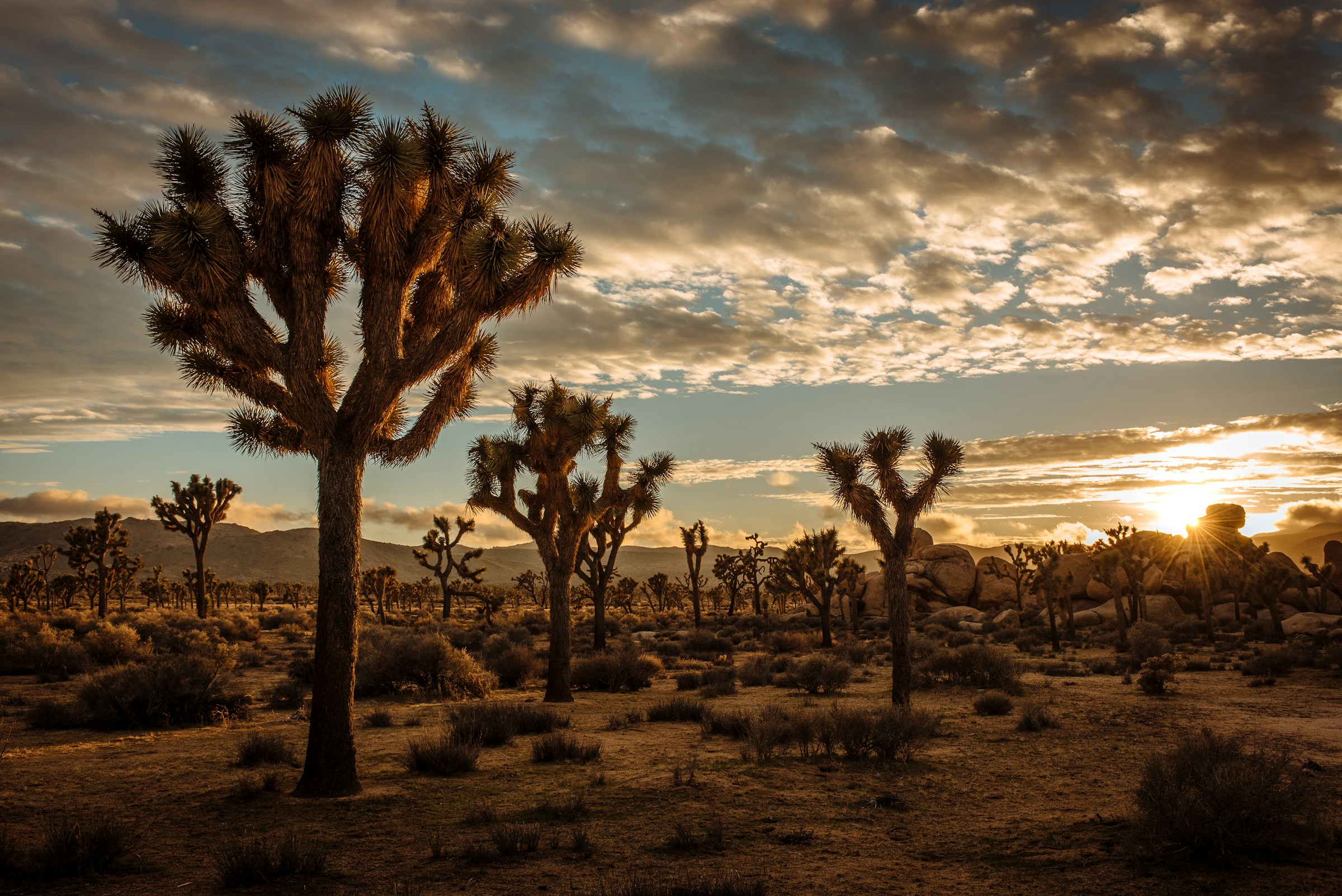 joshua tree np joshua tree np