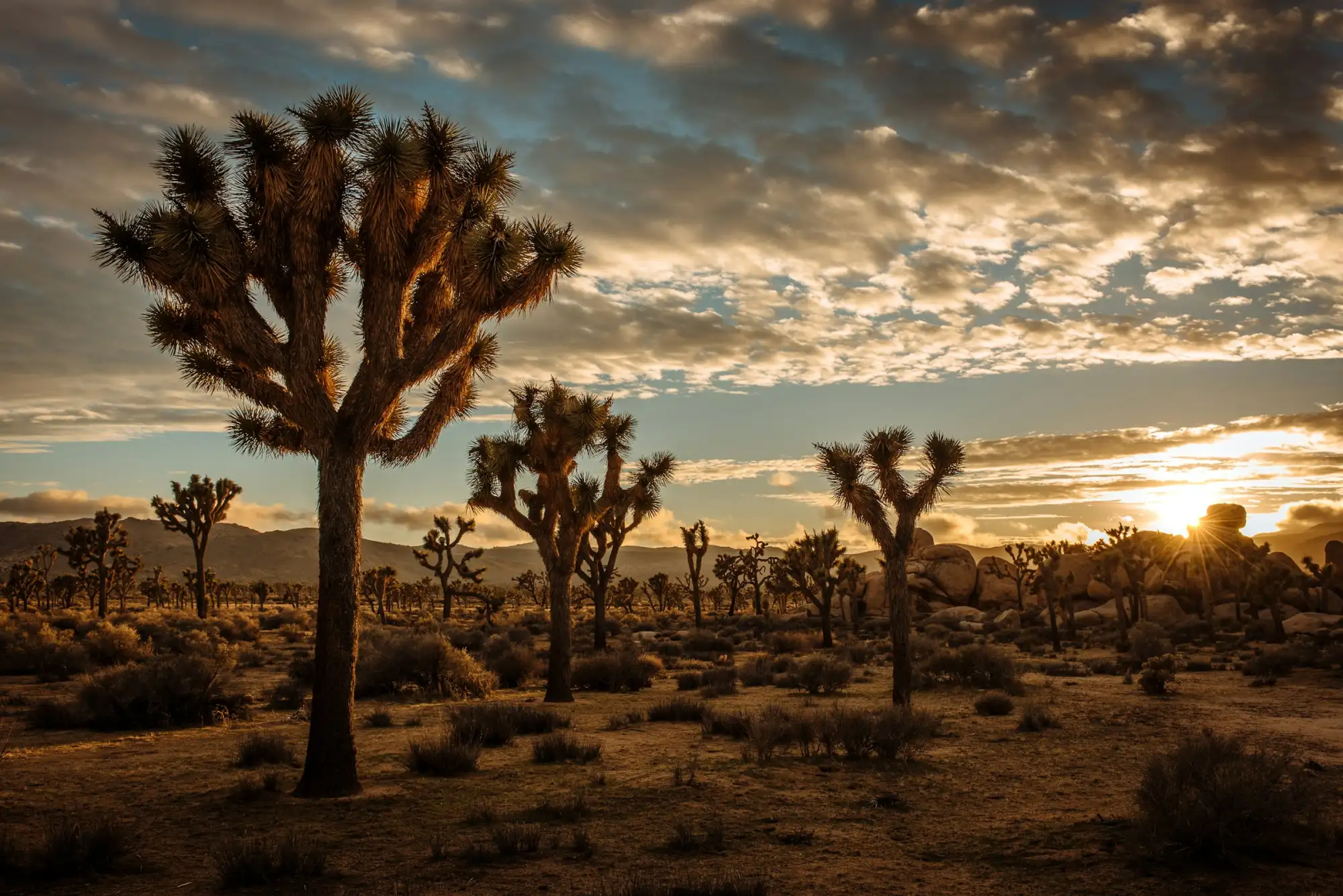 joshua tree np