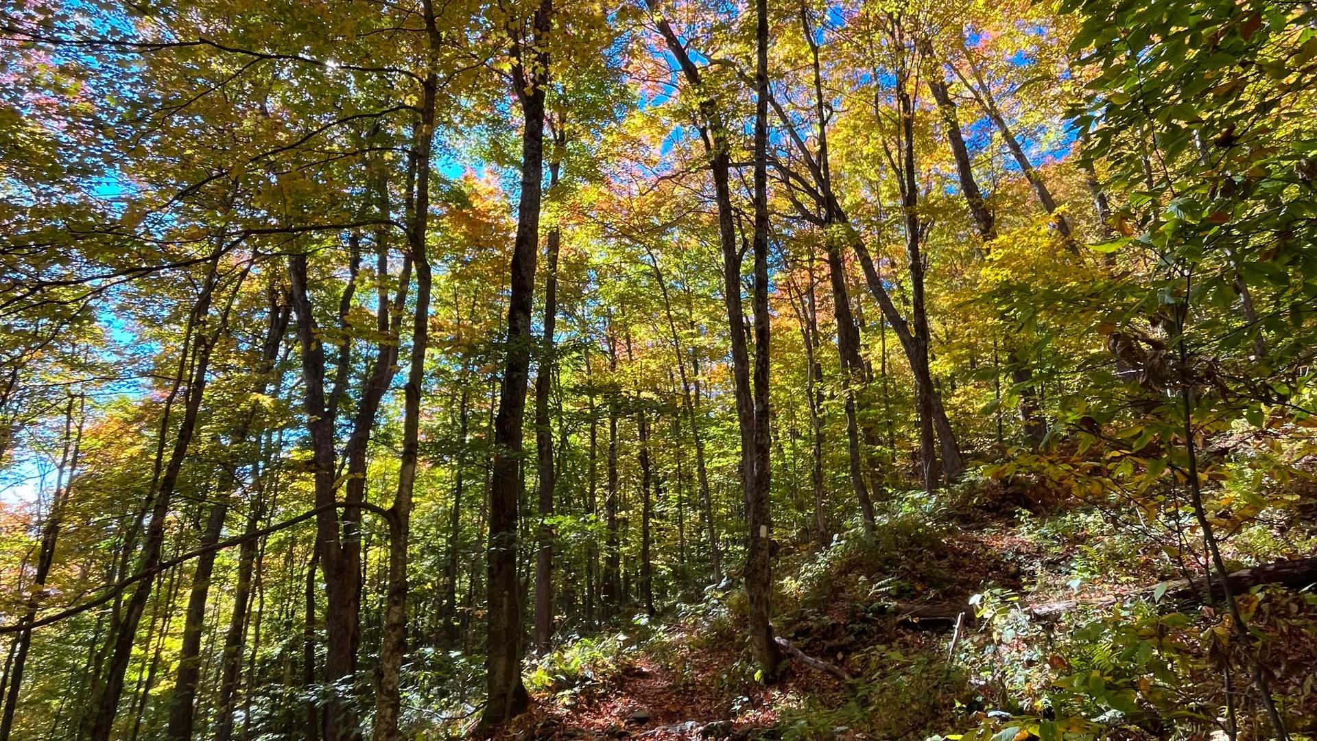 Schmaler Appalachian Trail durch farbigen Herbstwald in Vermont