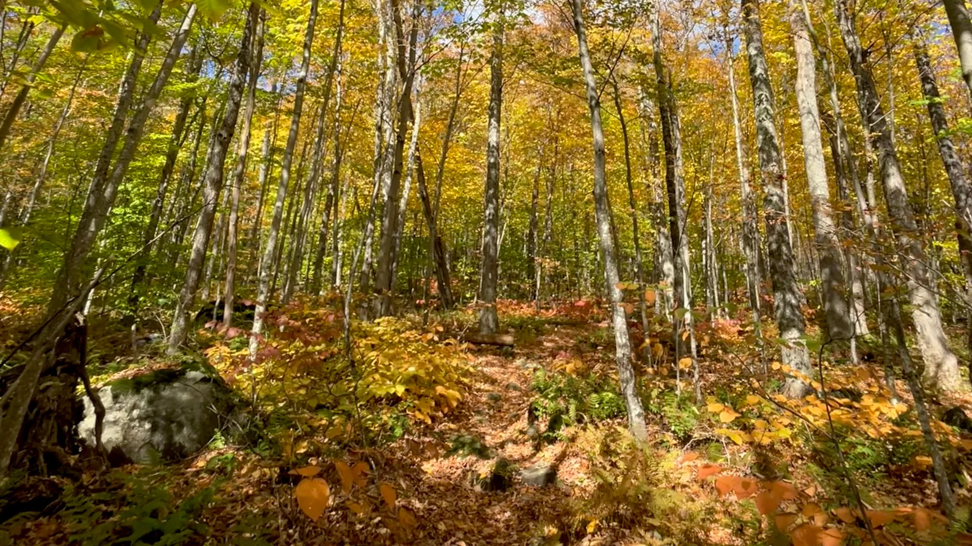 Goldener Laubwald entlang des Appalachian Trail in Vermont