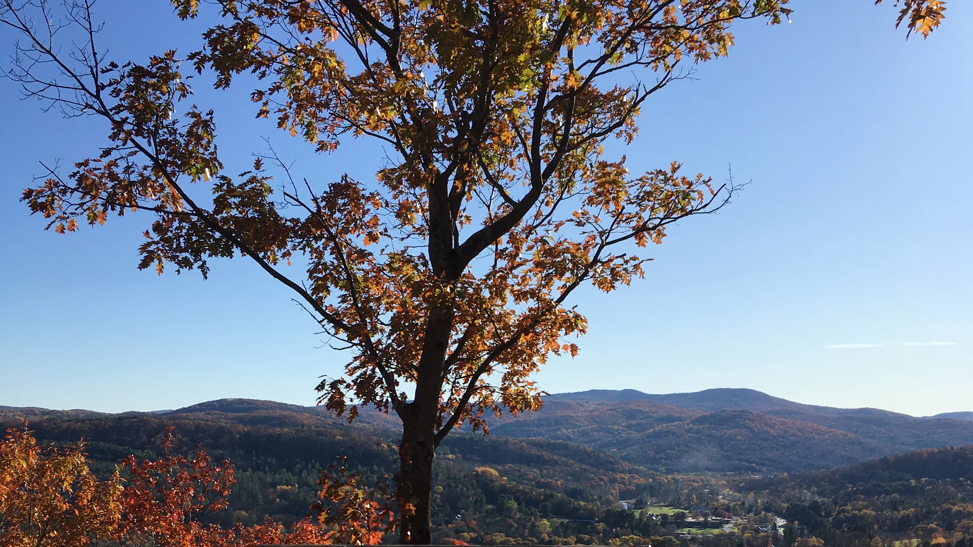 Herbstbaum und Berglandschaft im Marsh-Billings-Rockefeller National Historical Park