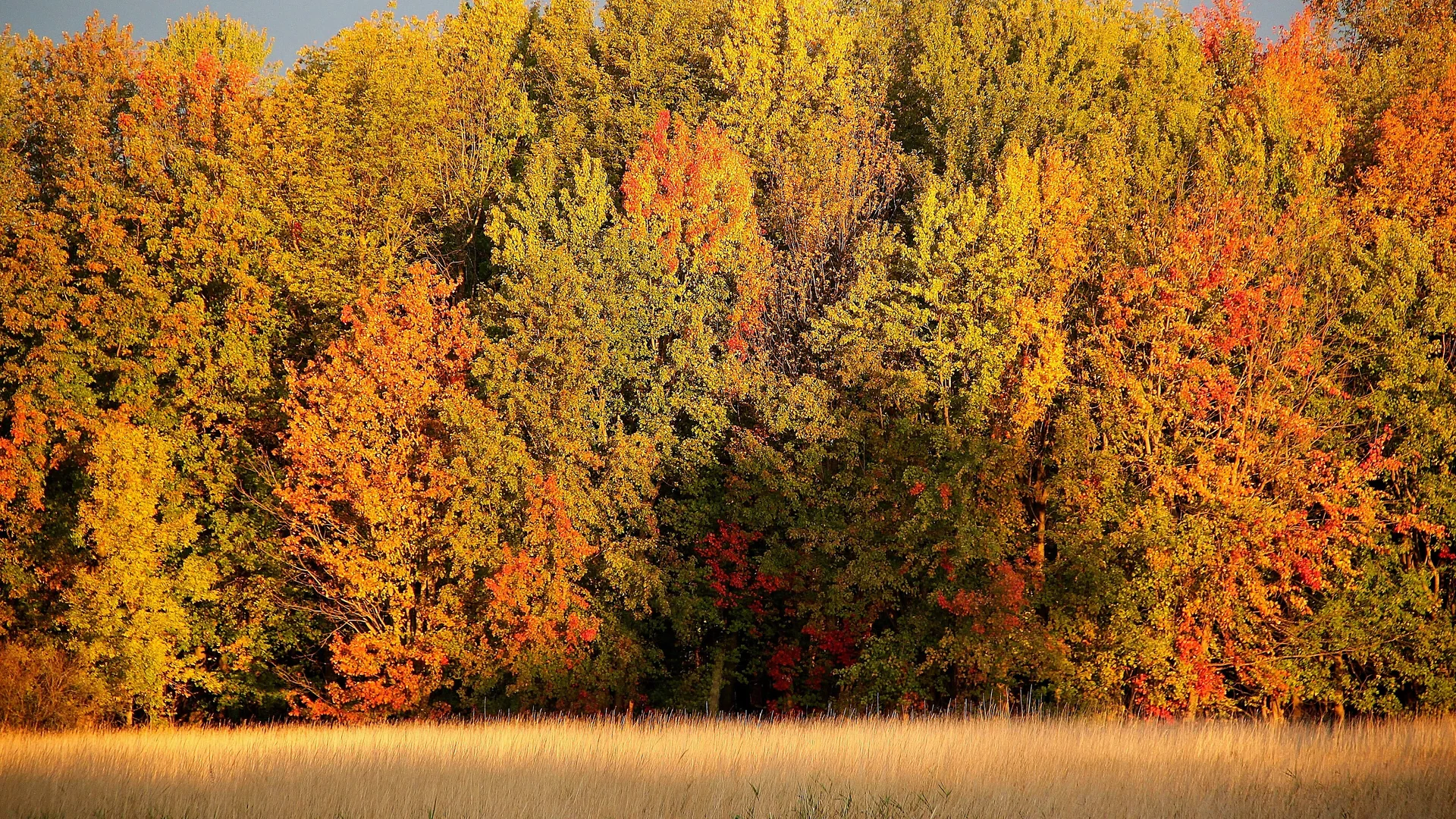 Leuchtender Herbstwald und Grasland im Missisquoi National Wildlife Refuge