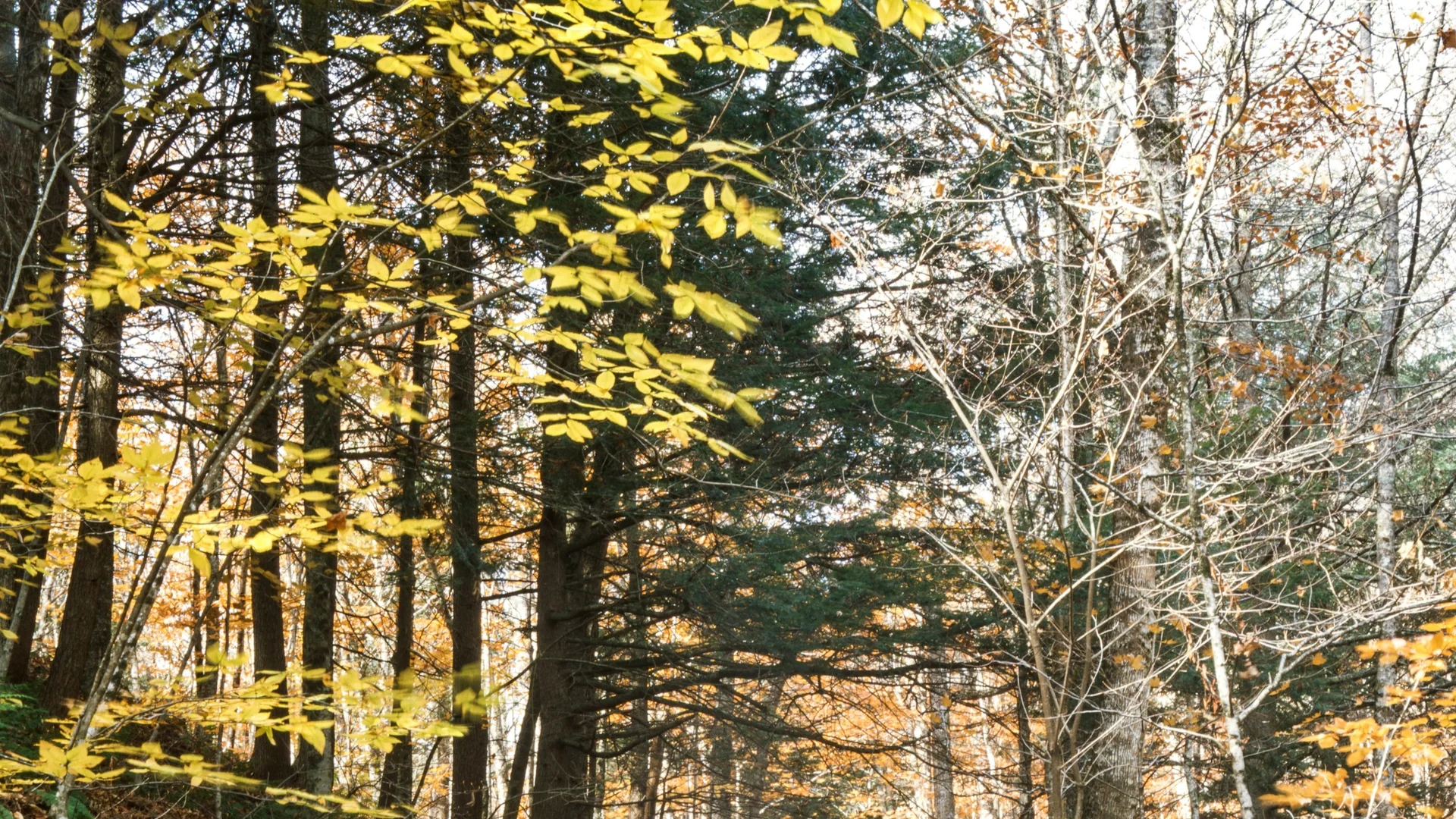 Schmaler Waldweg unter gelbem Herbstlaub im Smugglers’ Notch State Park